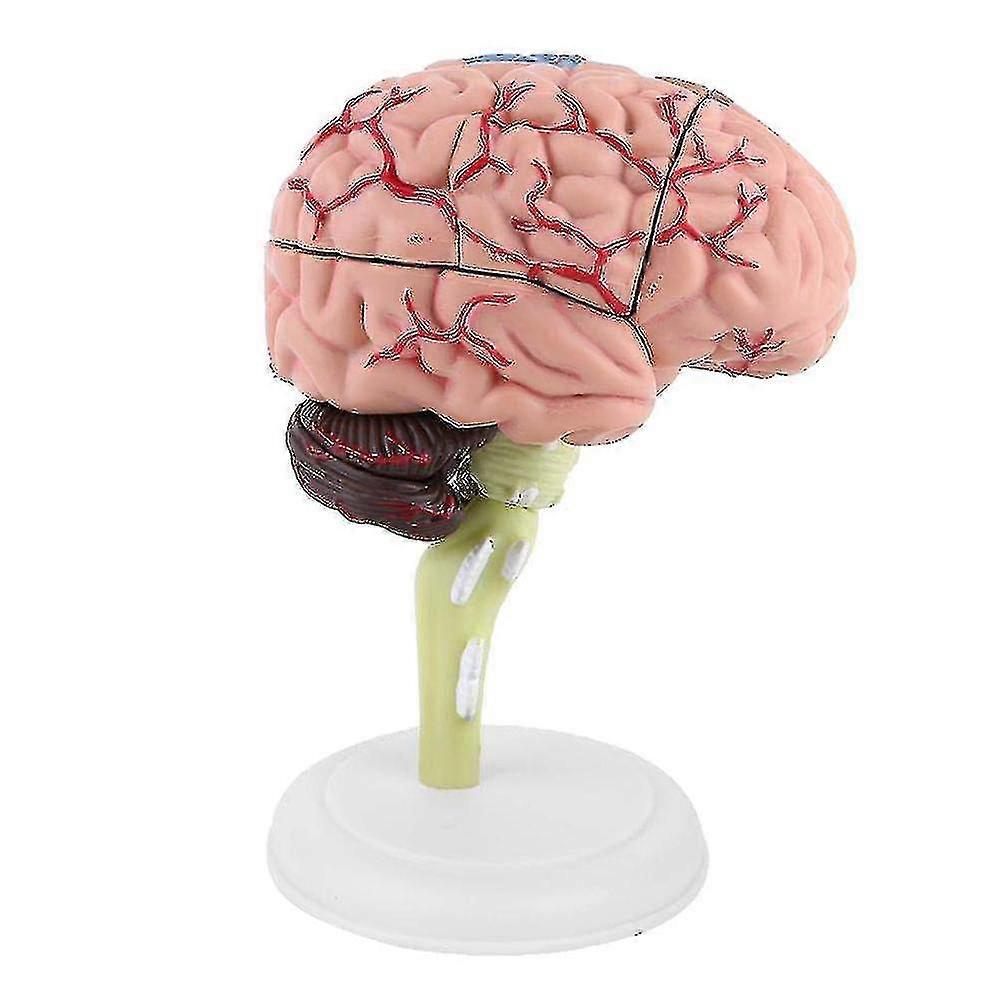 4d Brain Model Brain Model Structural Anatomy Teaching Learning Tool