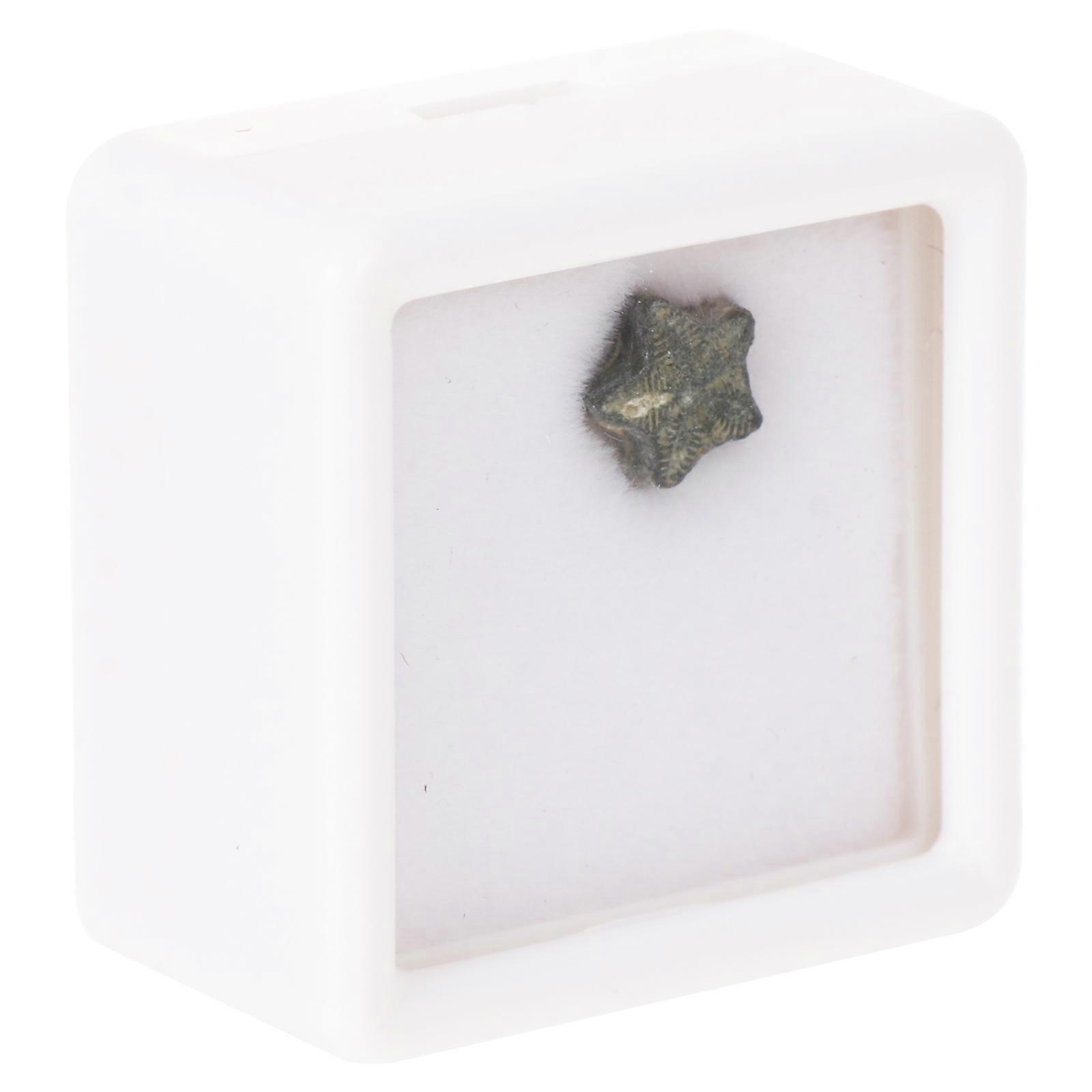 Educational Use Encrinite Ornamental Adornment Teaching Sample Display Box Natural Decorative 1Set