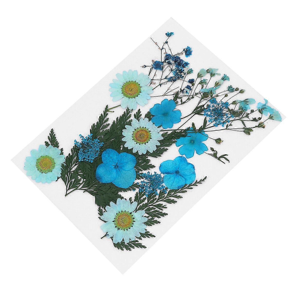 Pressed Flowers DIY Flower Material Package for Decoration 2Sets Sky Blue