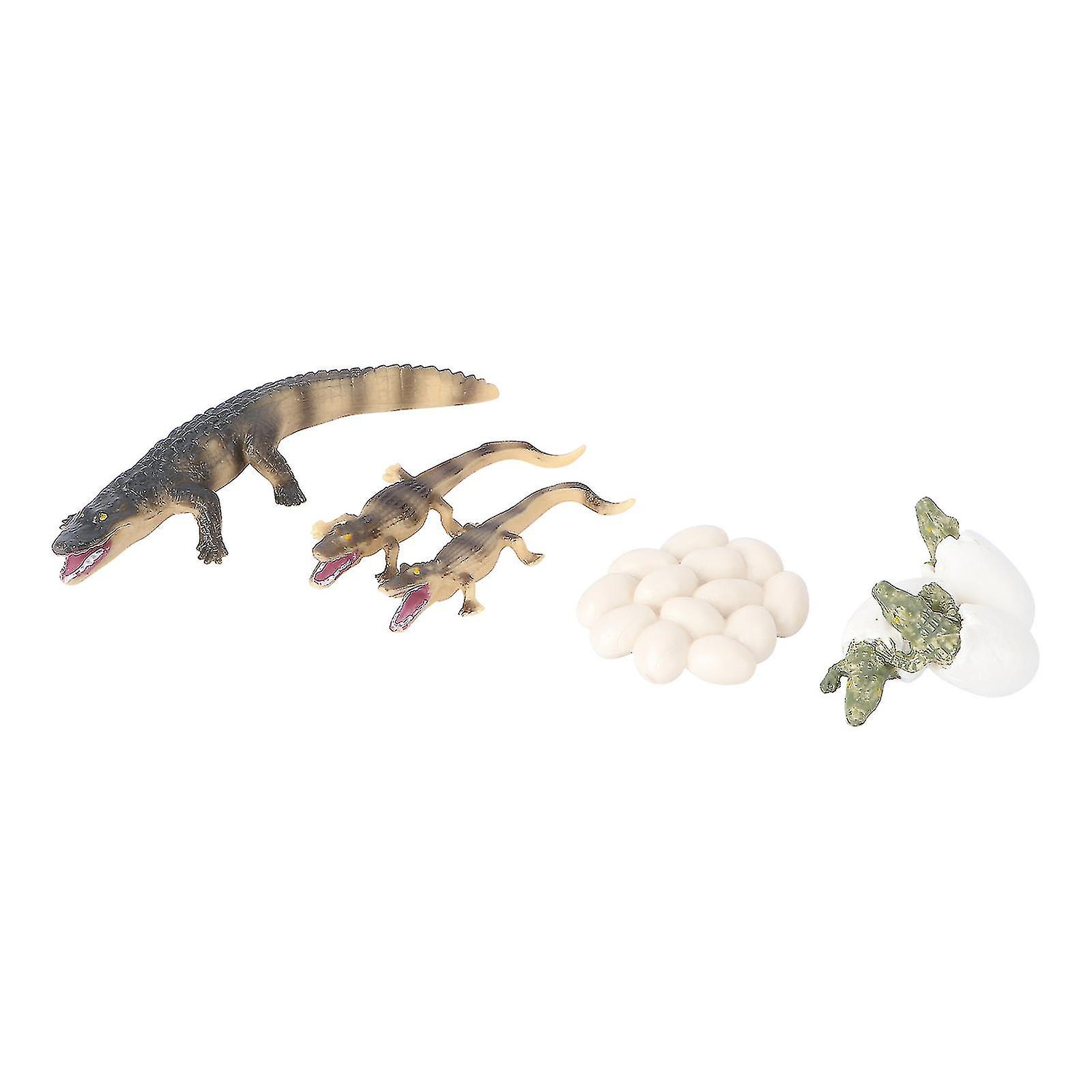 4pcs Simulation Crocodile Life Cycle Toy Lifelike Funny Crocodile Life Cycle Model