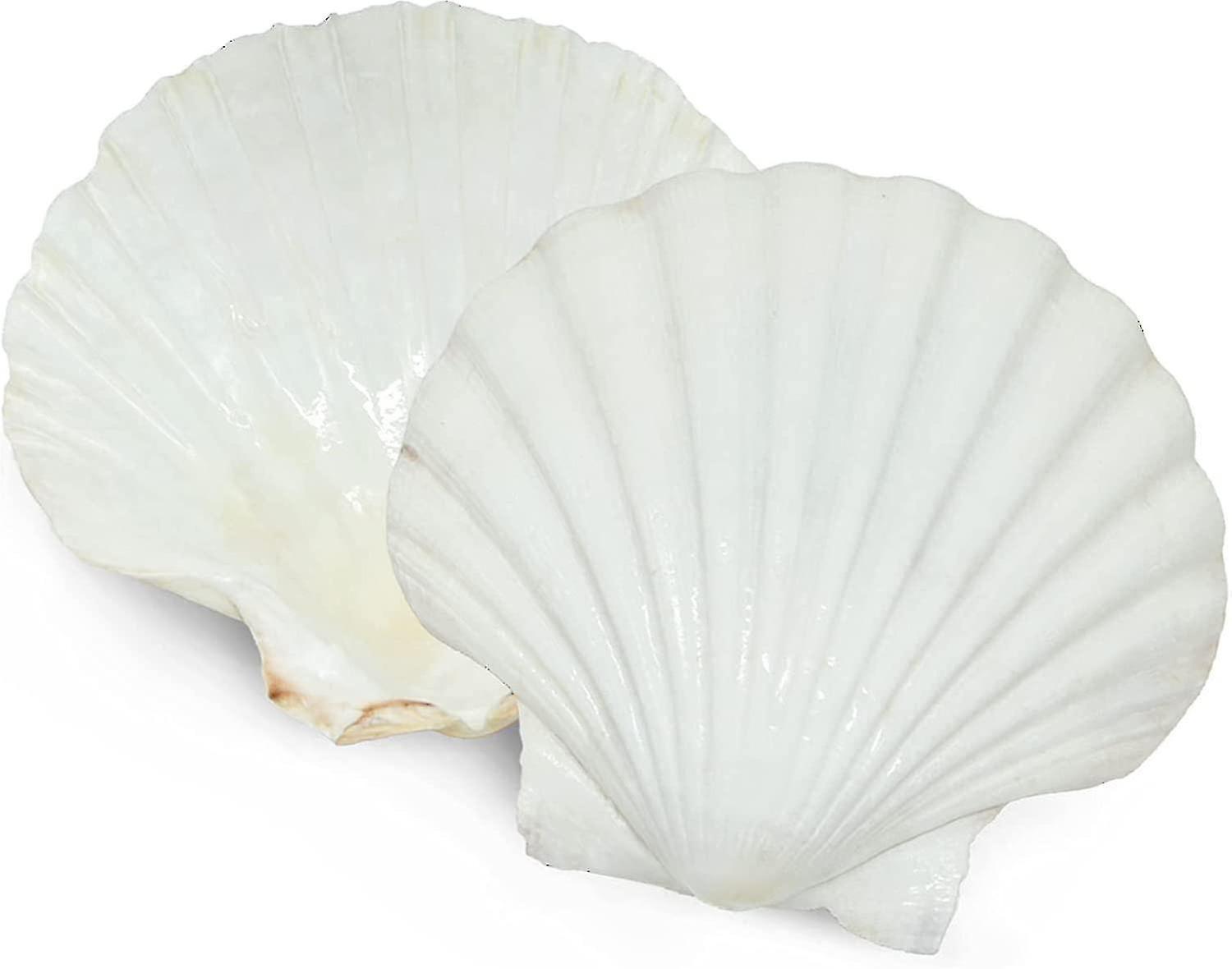 6pcs Scallop Shells For Serving Food,baking Shells Large Natural White Scallops From Sea Beach For D
