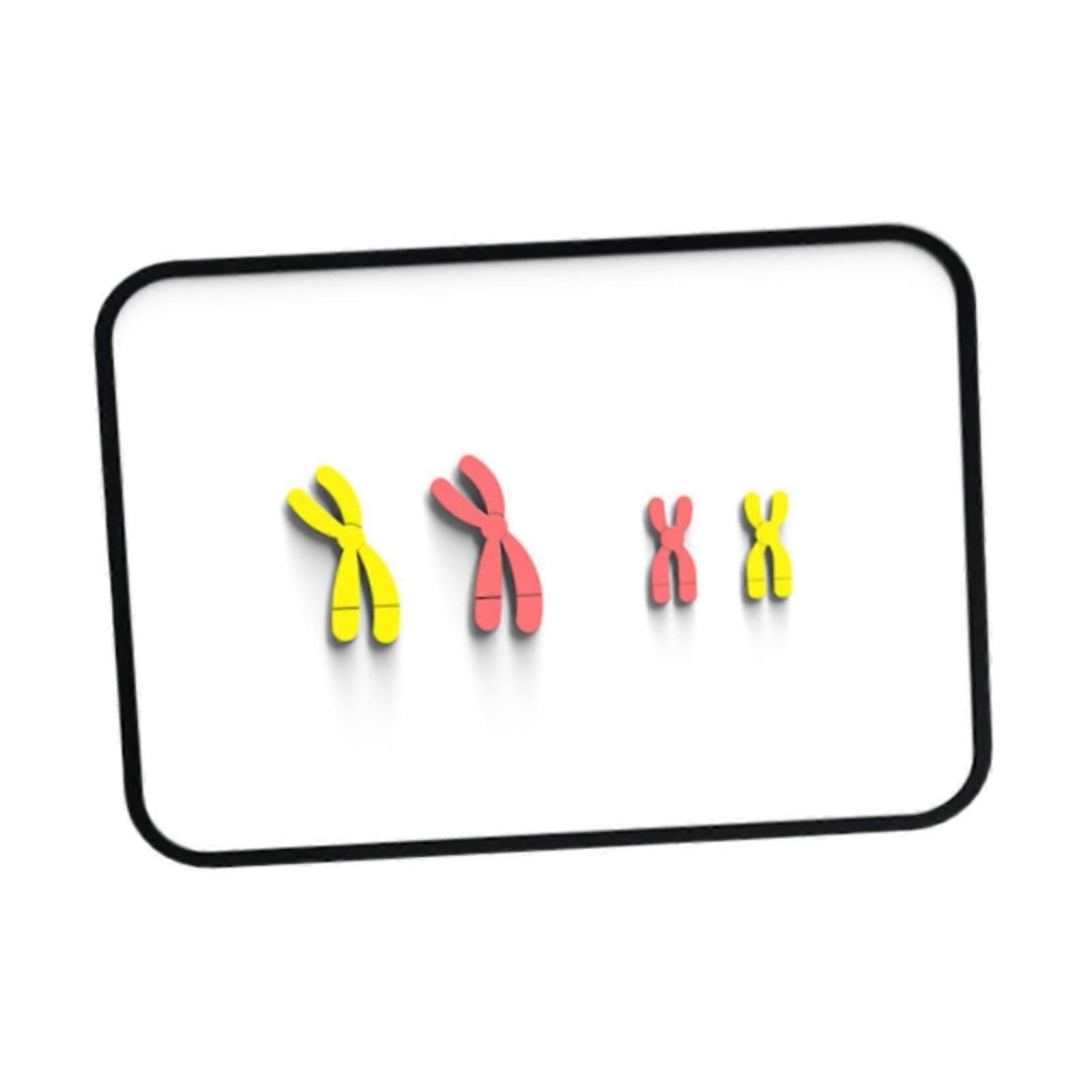 Meiosis Chromosome Changes Model Materials Teaching Instruments for Teachers Red Blue
