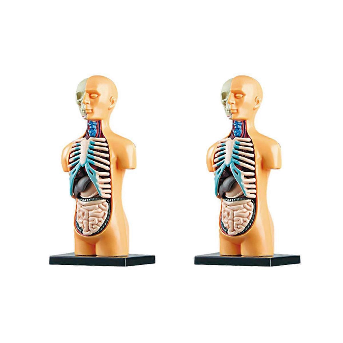 3D Removable Anatomical Human Torso Body Model for Education Toy