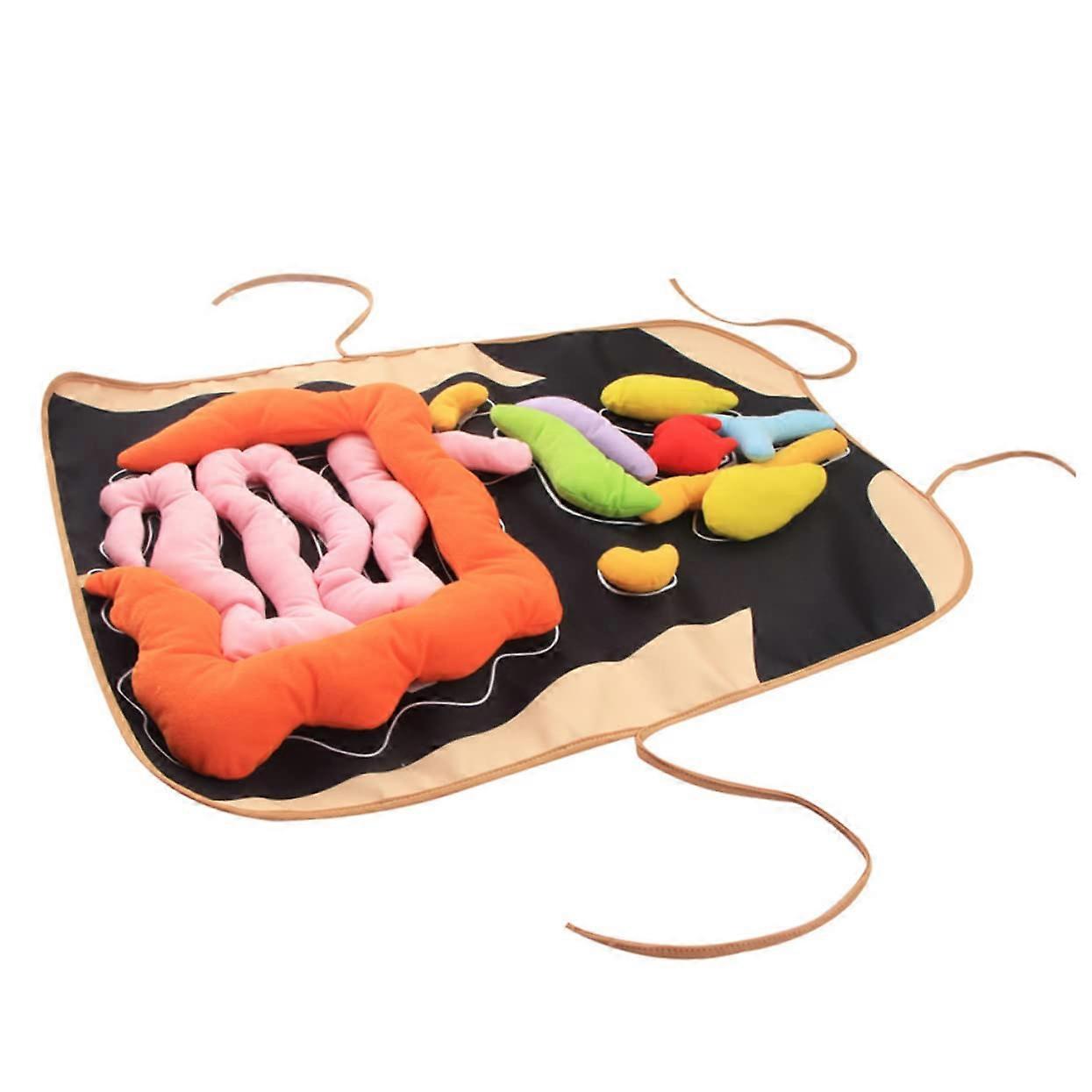 1 Set of Cognitive for Early Education 3D Organs Apron of the Human Body Children's Toy Educational Apron Learning Apron Teaching Apron Polyester