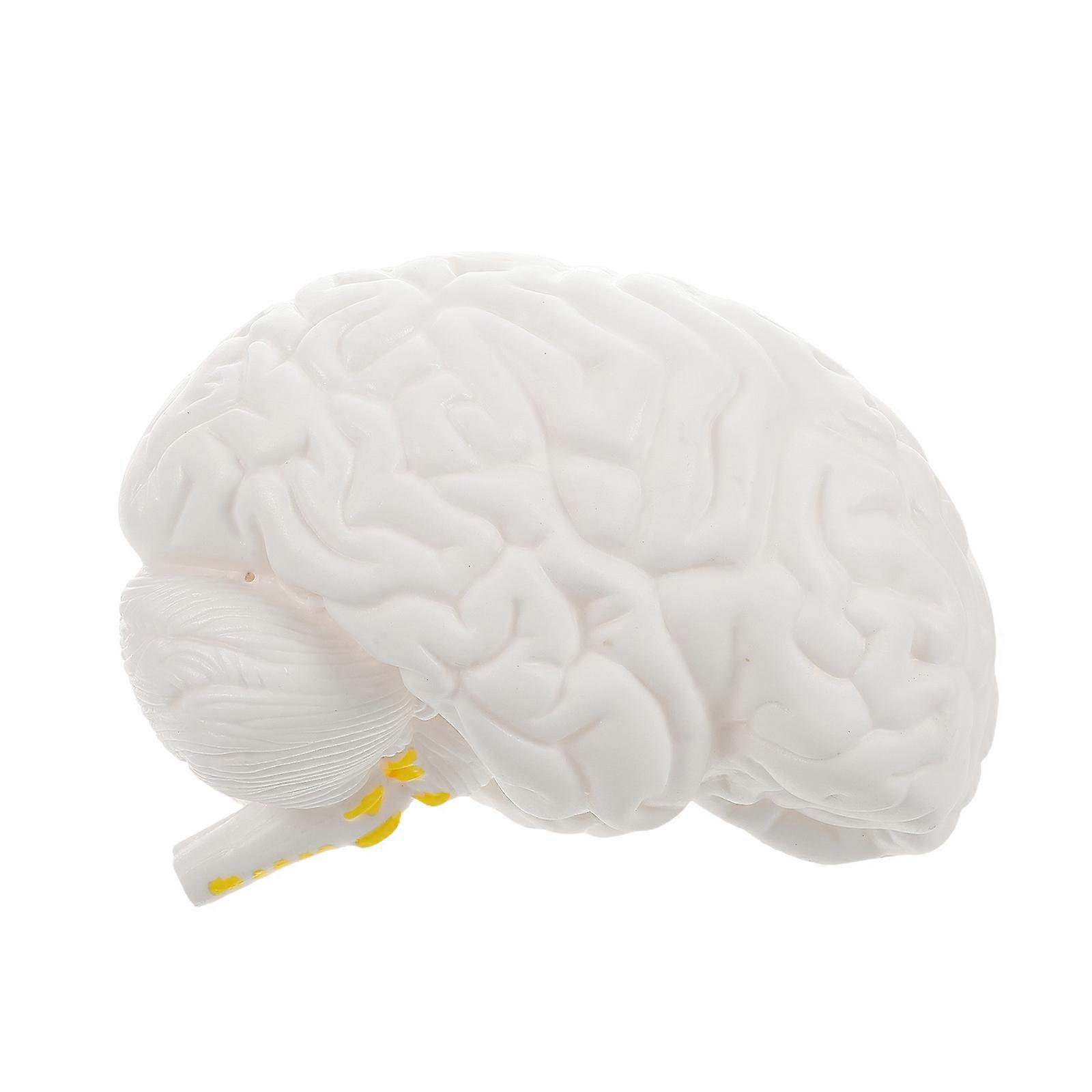 Human Brain Anatomy Model, Detachable Educational Study Tool with Display Base for Medical and Science Classroom Learning