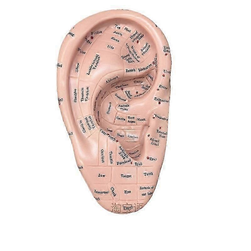 Ear Acupuncture Model Professional Reflexology Acupoint Learning Display Laboratory Supplies