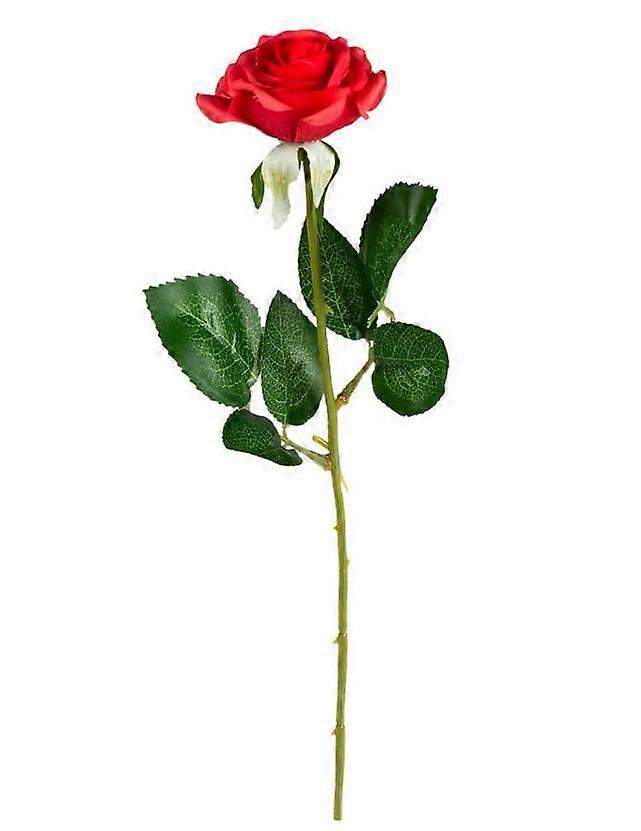 Red rose