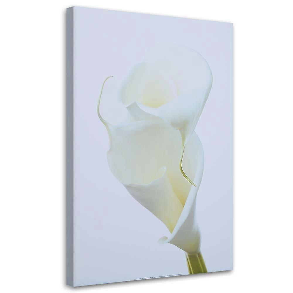 Impression sur toile, Calla blanc - 60x90