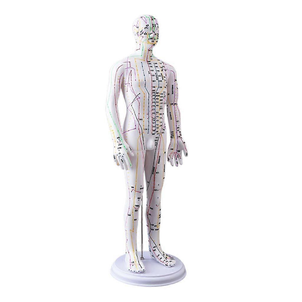Human Acupuncture Model with Chinese Points for Beginner Acupuncture Practice