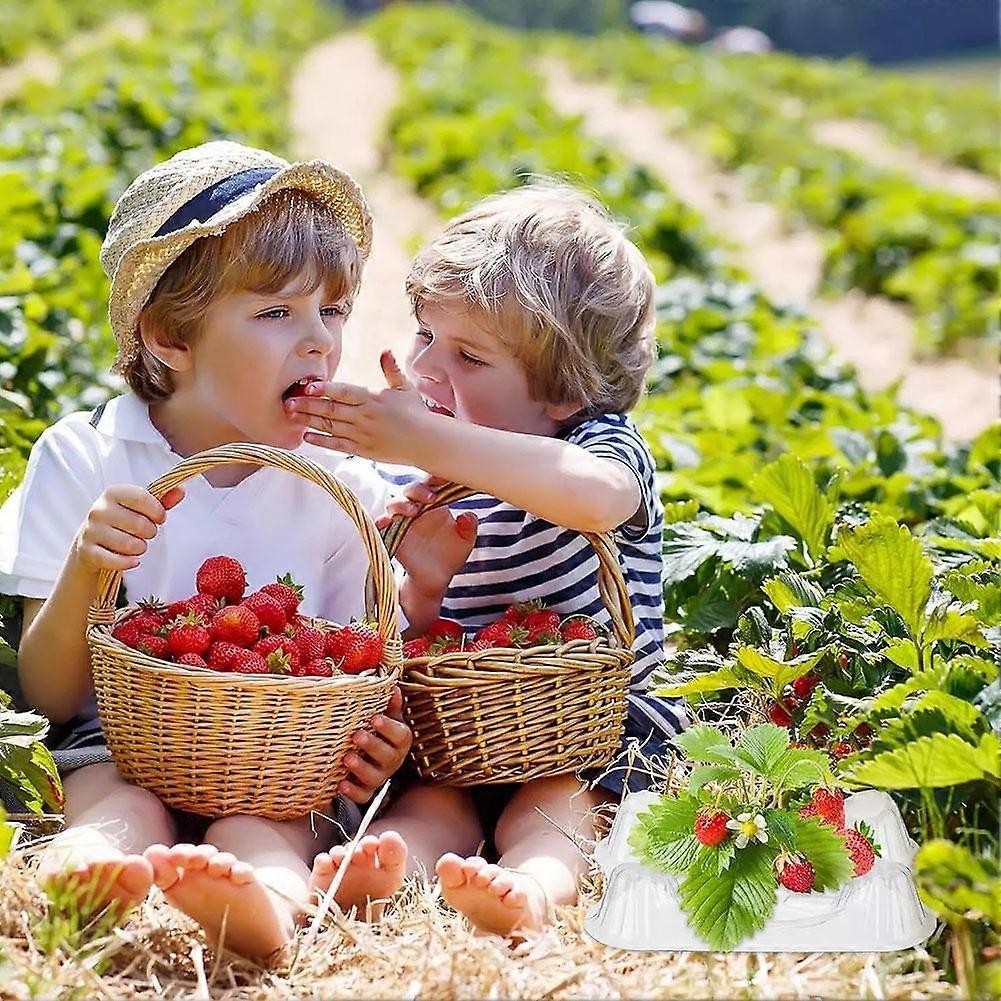 Plateau à pastèque, épais, pour plantation de fruits, en plastique