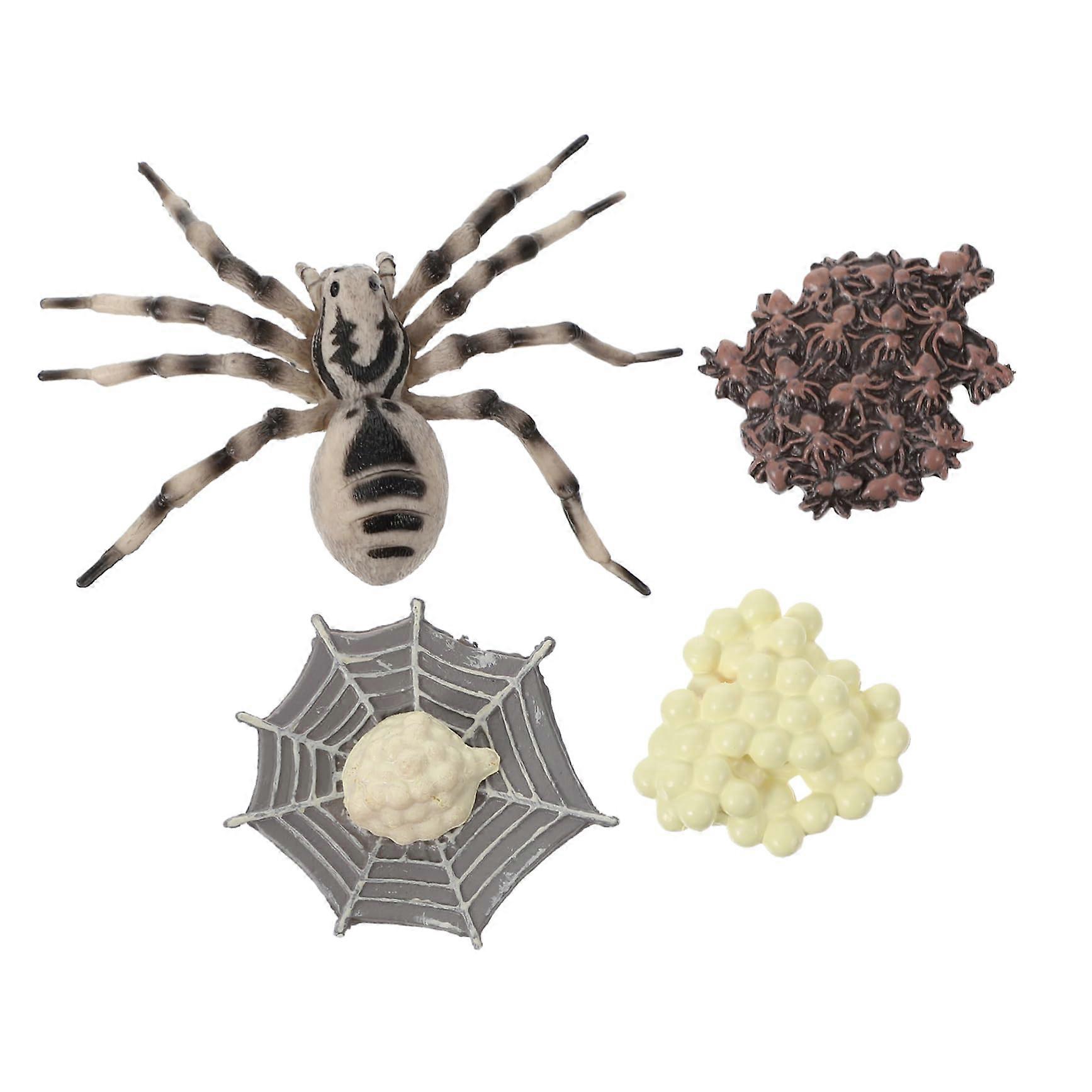 1Satz Kunststoff Tarantula Wachstumszyklus Modellset Realistic Insect Model For Education Durable Miniatures