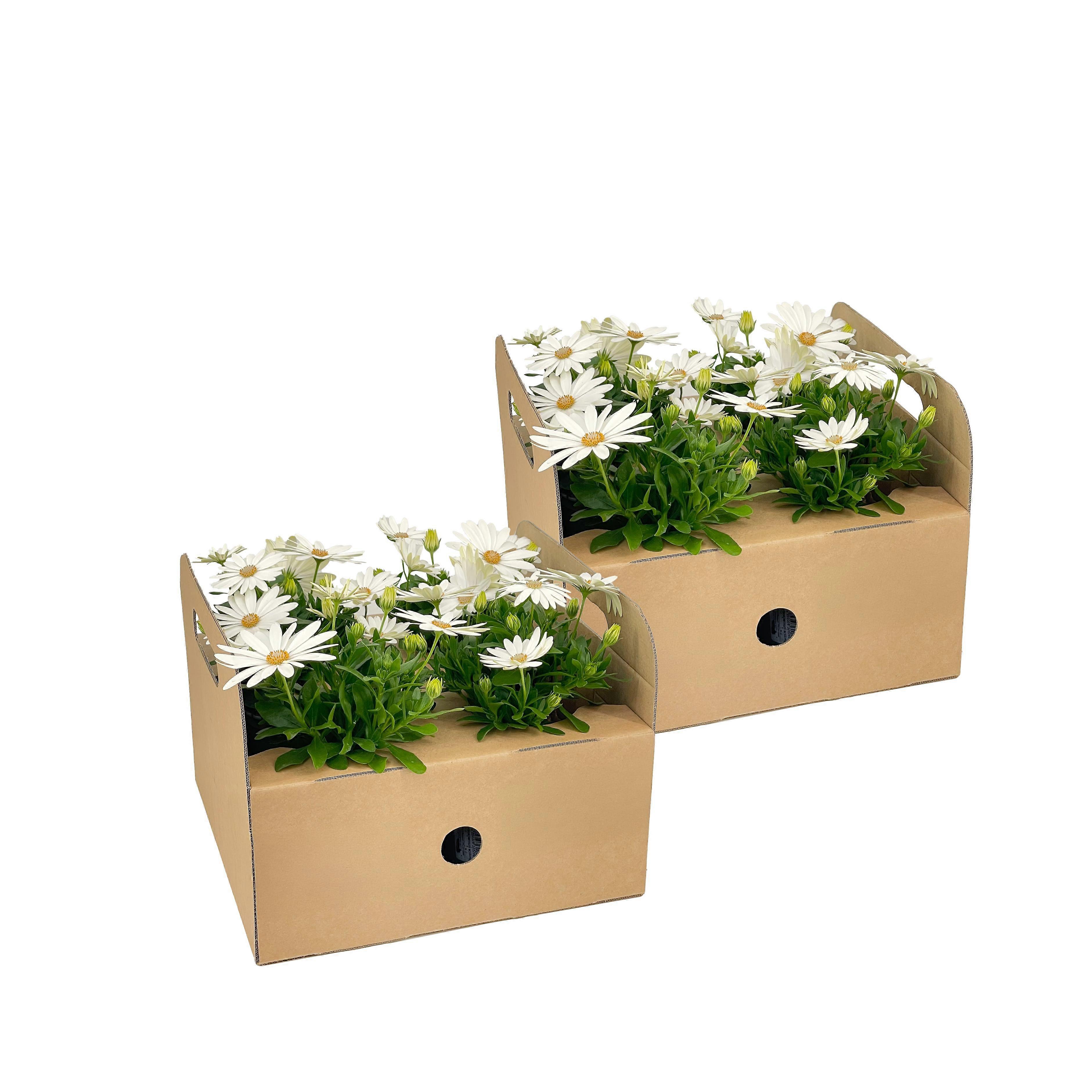 Osteospermum ecklonis wit | 8 stuks - 20cm - Ø12cm