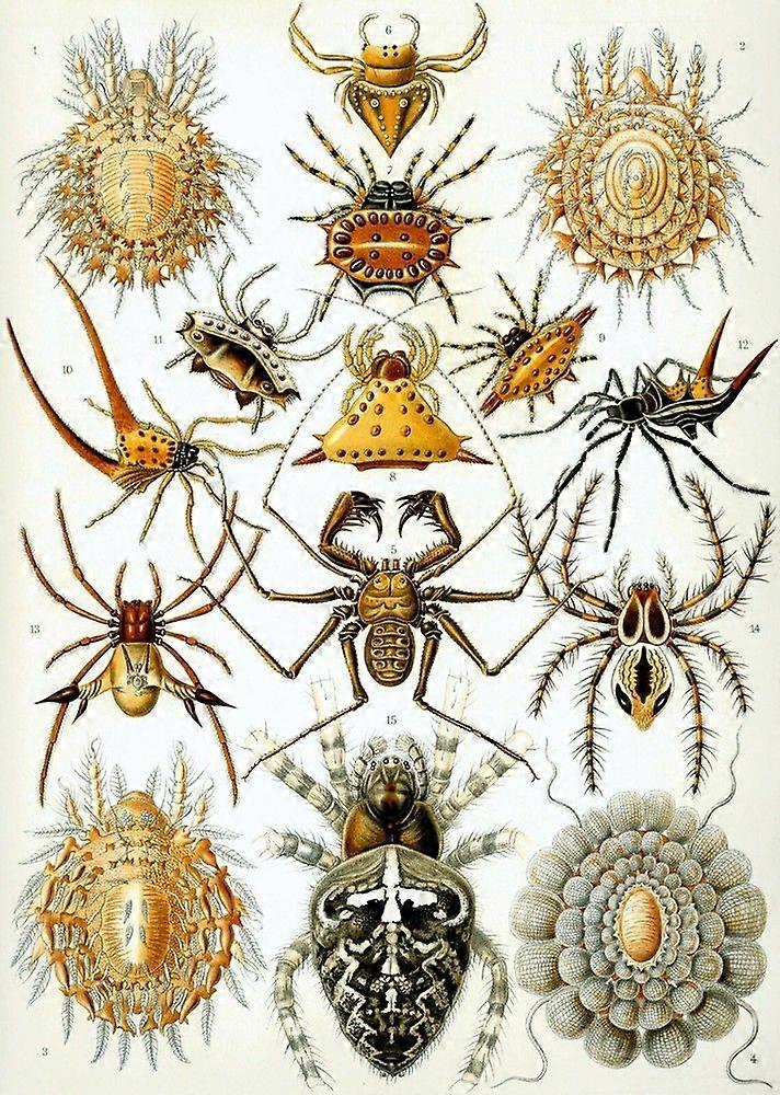 Spider ChartJigsaw Puzzle Brain Teaser UE 0830