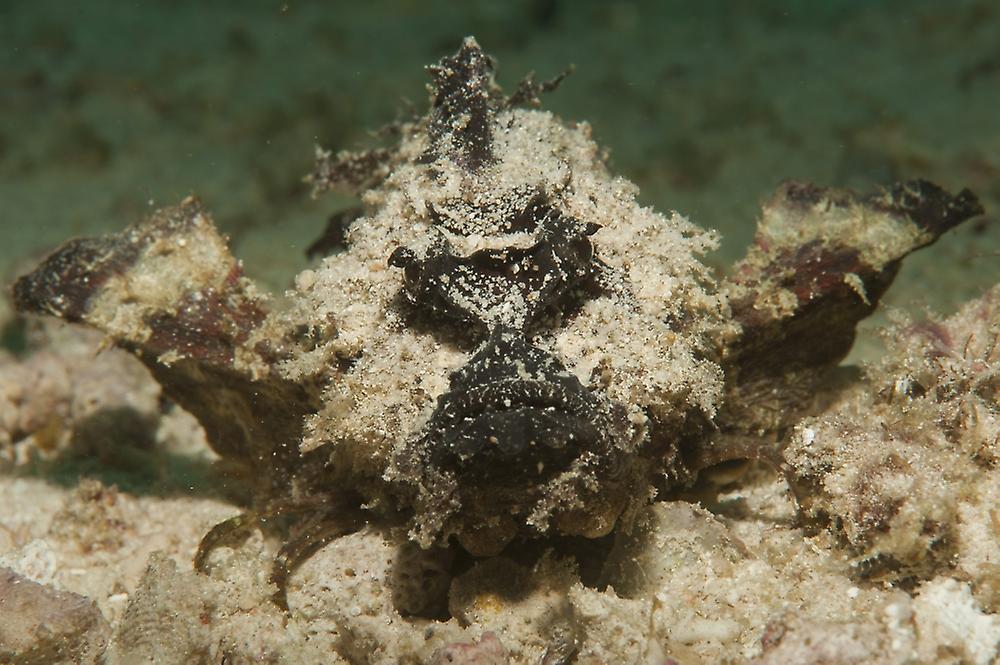 Devil scorpionfish, head on view on white sand. Poster