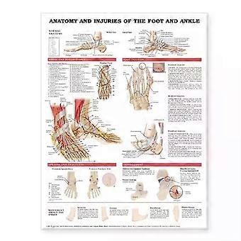 Jalan ja nilkan anatomia ja vammat - Wolters Kluwer Health
