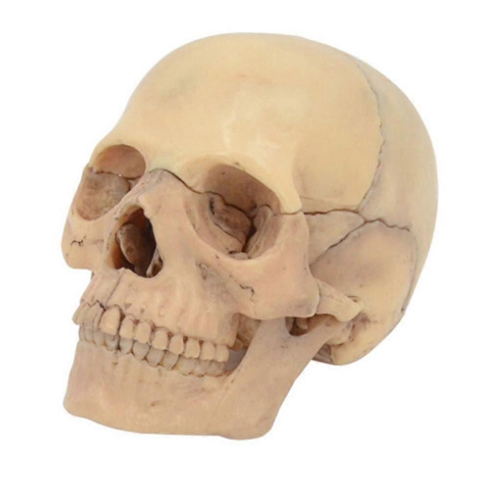 4d Disassembled Skull Anatomical Model Detachable Teaching Tool,a
