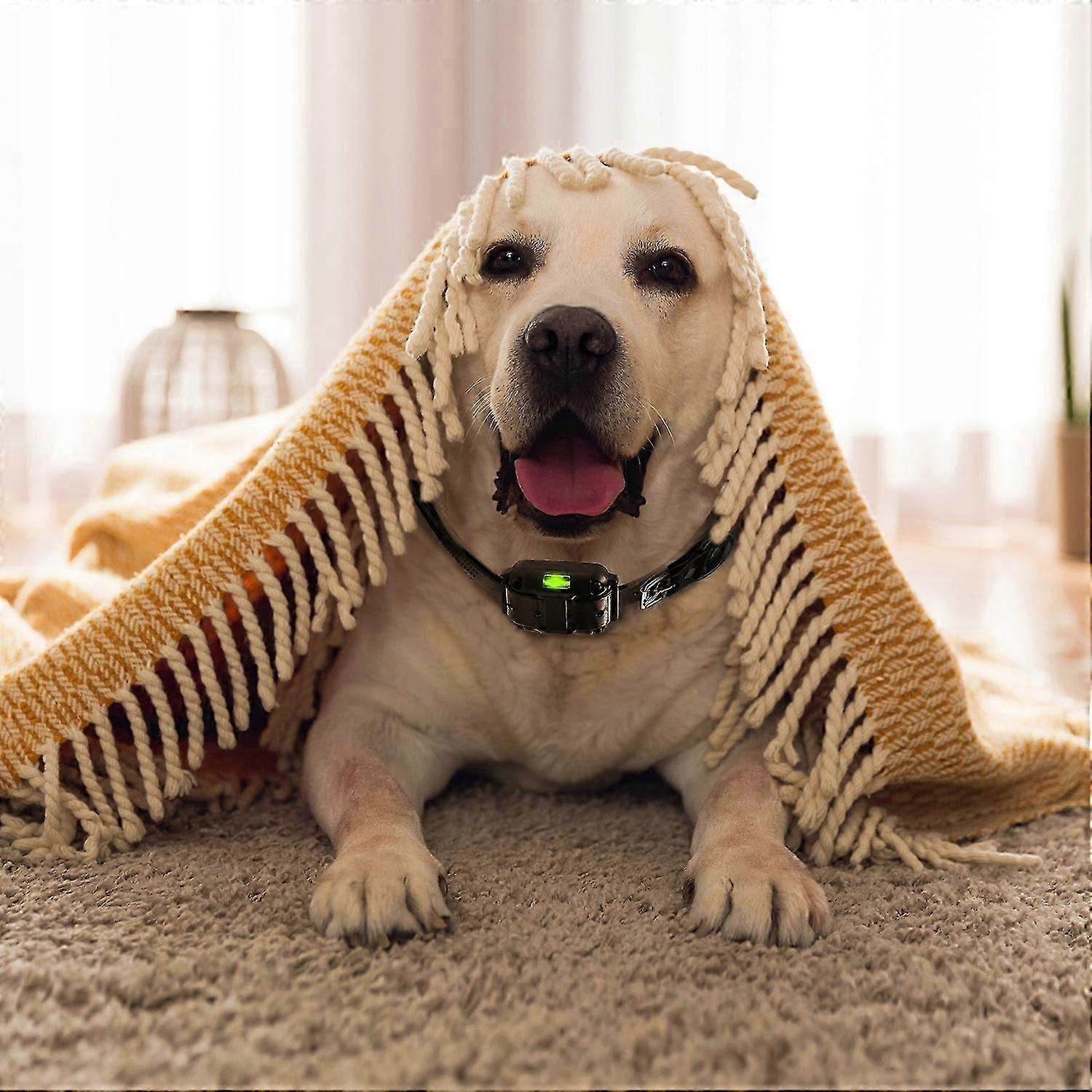 Renew Force training collar universal training