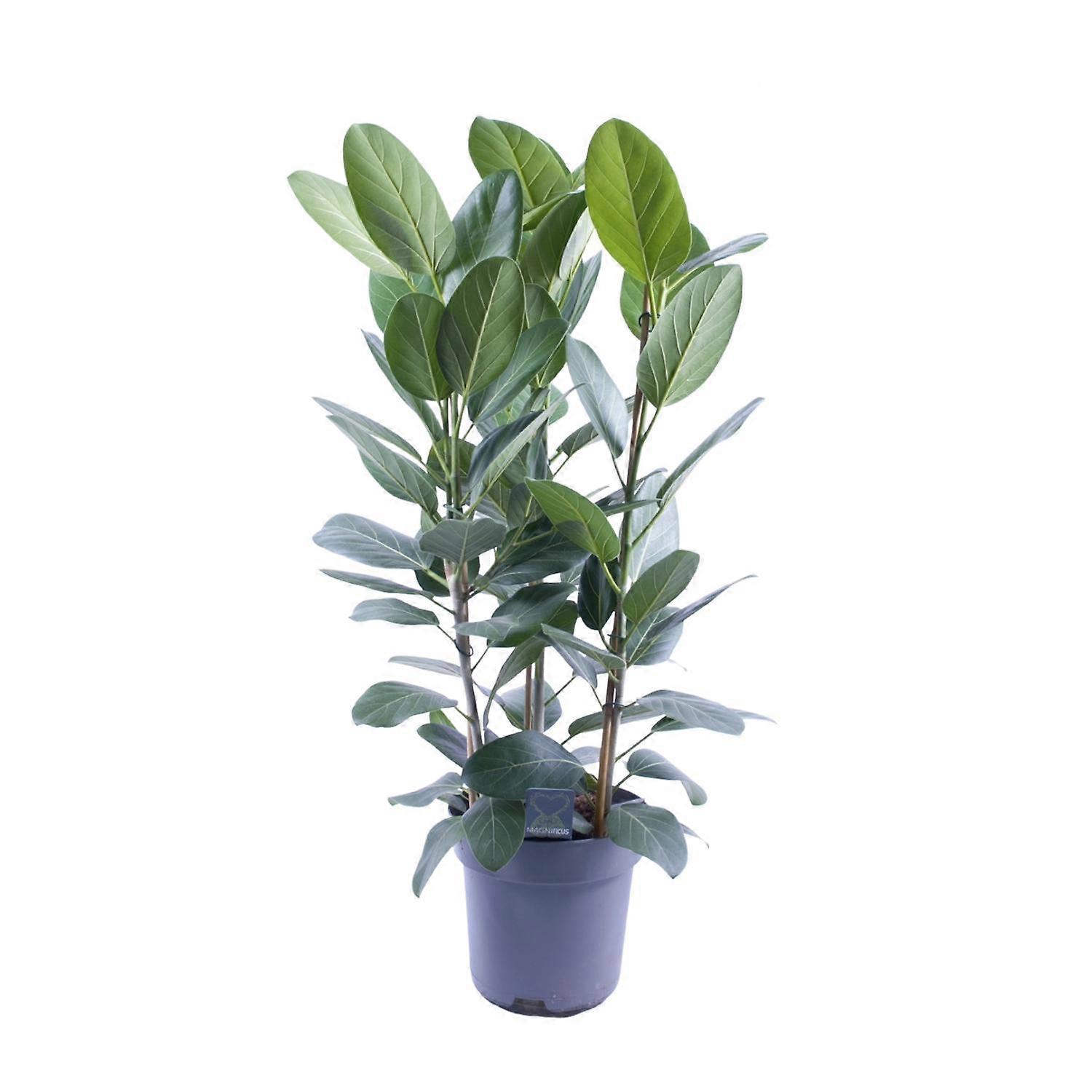 Ficus Audrey - 95-105cm - Ø27cm