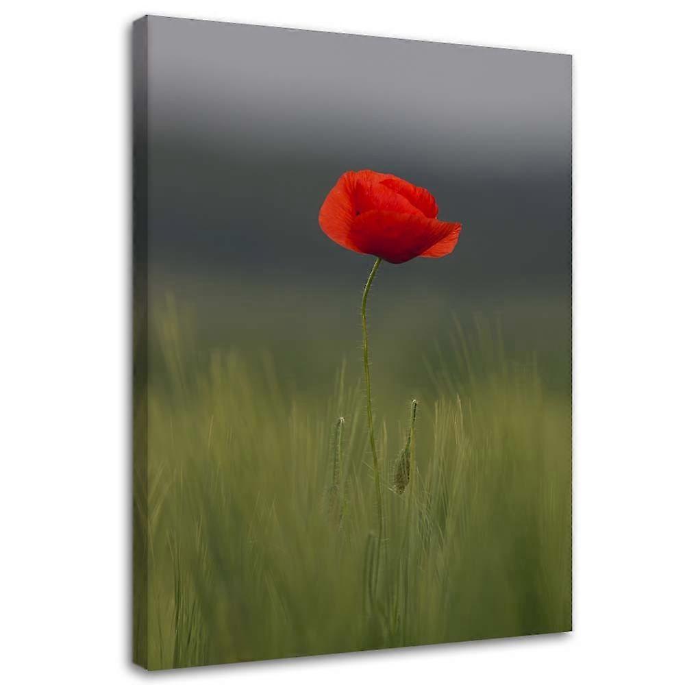 Leinwandbild, Mohn auf einem Feld - 70x100