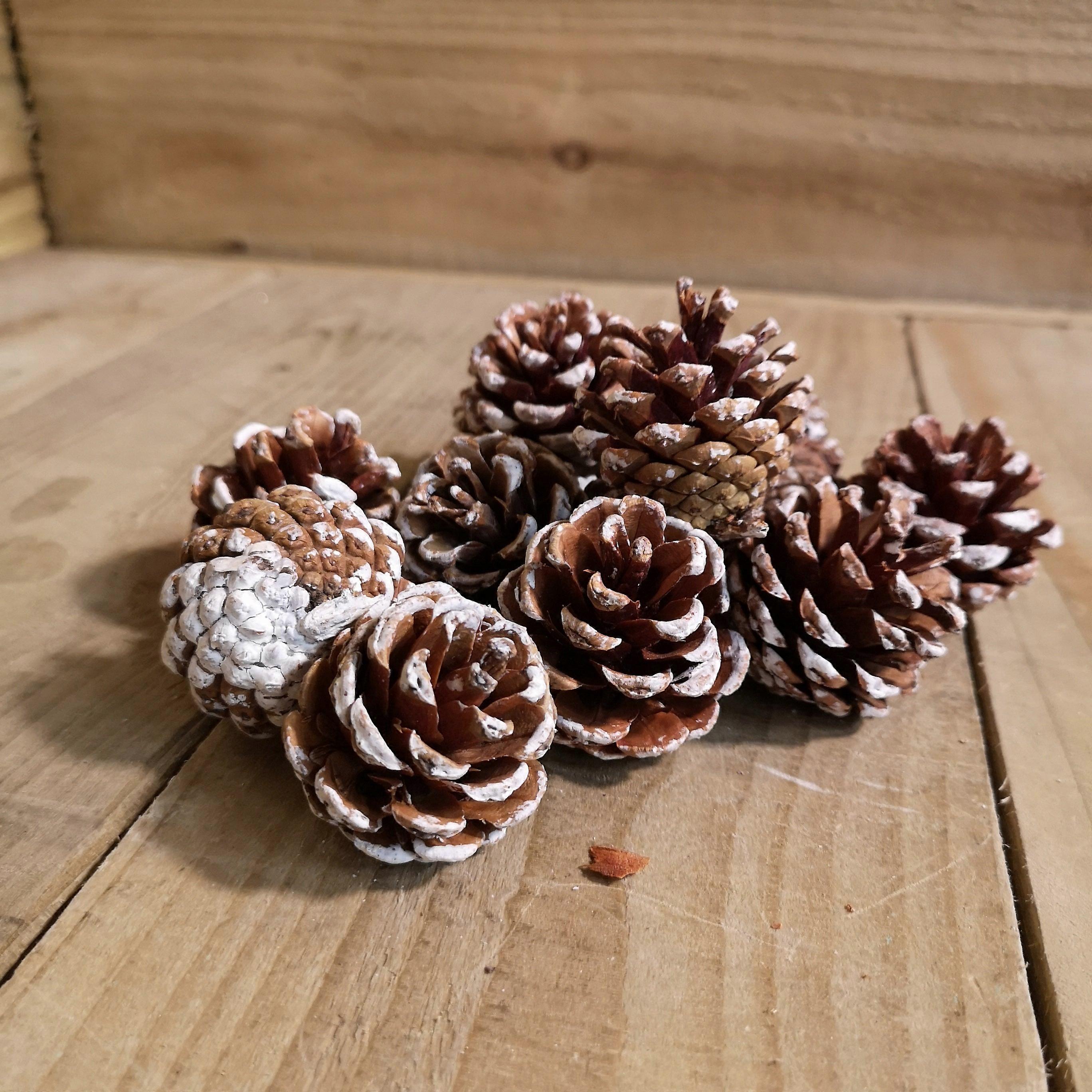 Festive Christmas 12pc Small Snow Tipped Pine Cones
