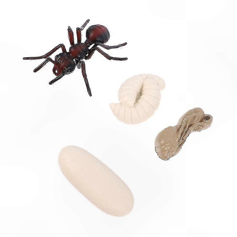 4-Pack Red Ant Life Cycle Model