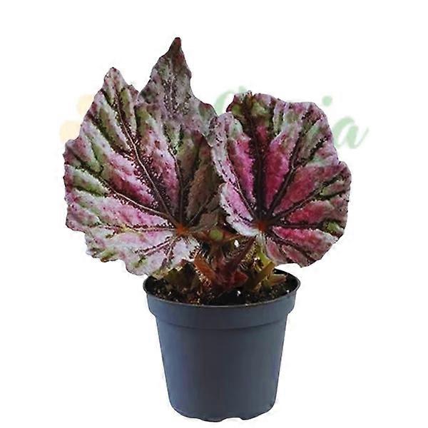 Begonia królewska 'Dew Drop' Ø6cm