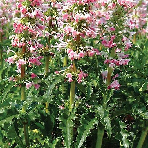 Morina Longifolia. .