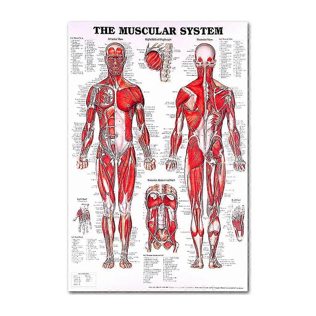 शारीरिक पोस्टर सेट - टुकड़े टुकड़े में - मांसपेशियों, कंकाल, पाचन, श्वसन