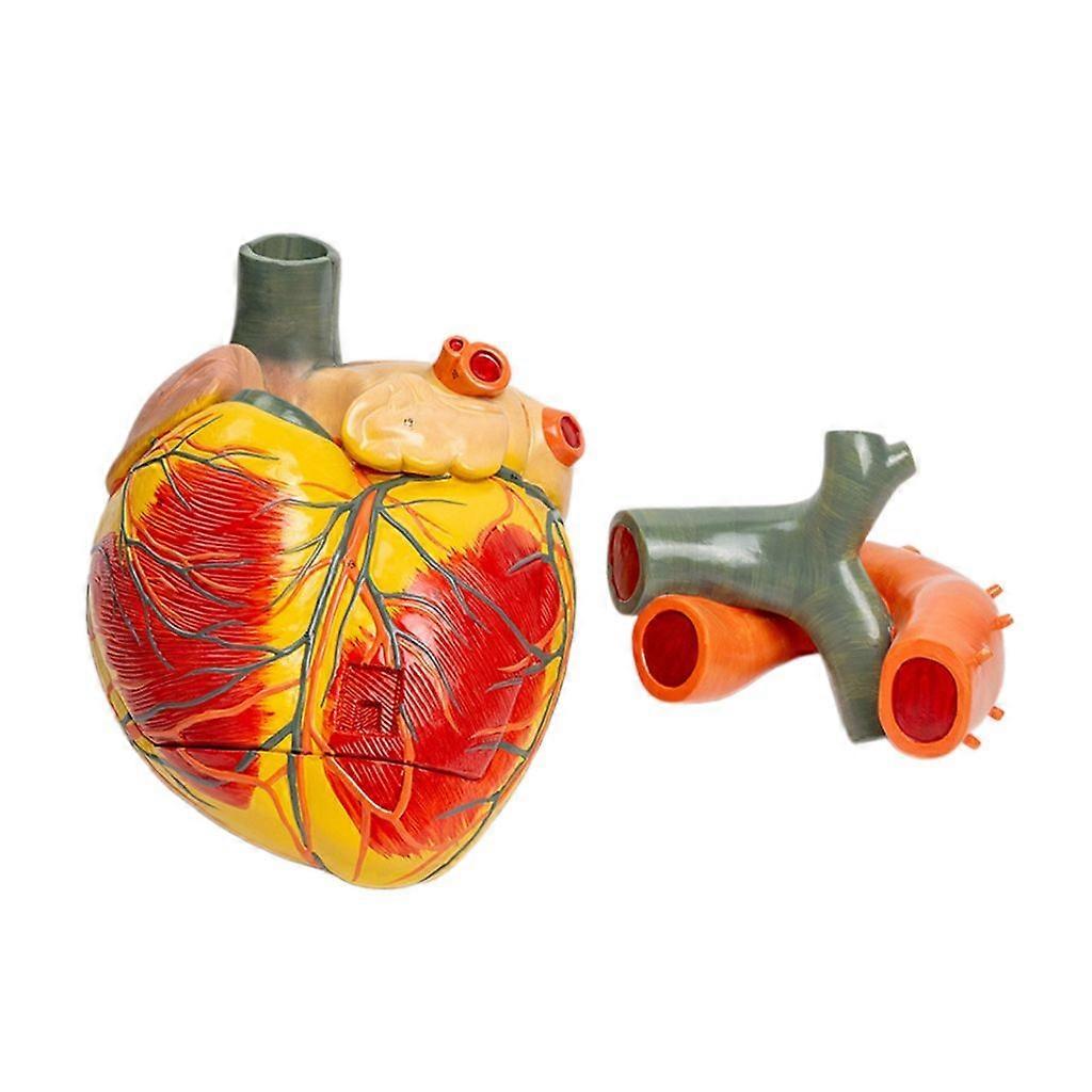 Detachable Human Heart Model Working Heart Model Human Body Heart Model