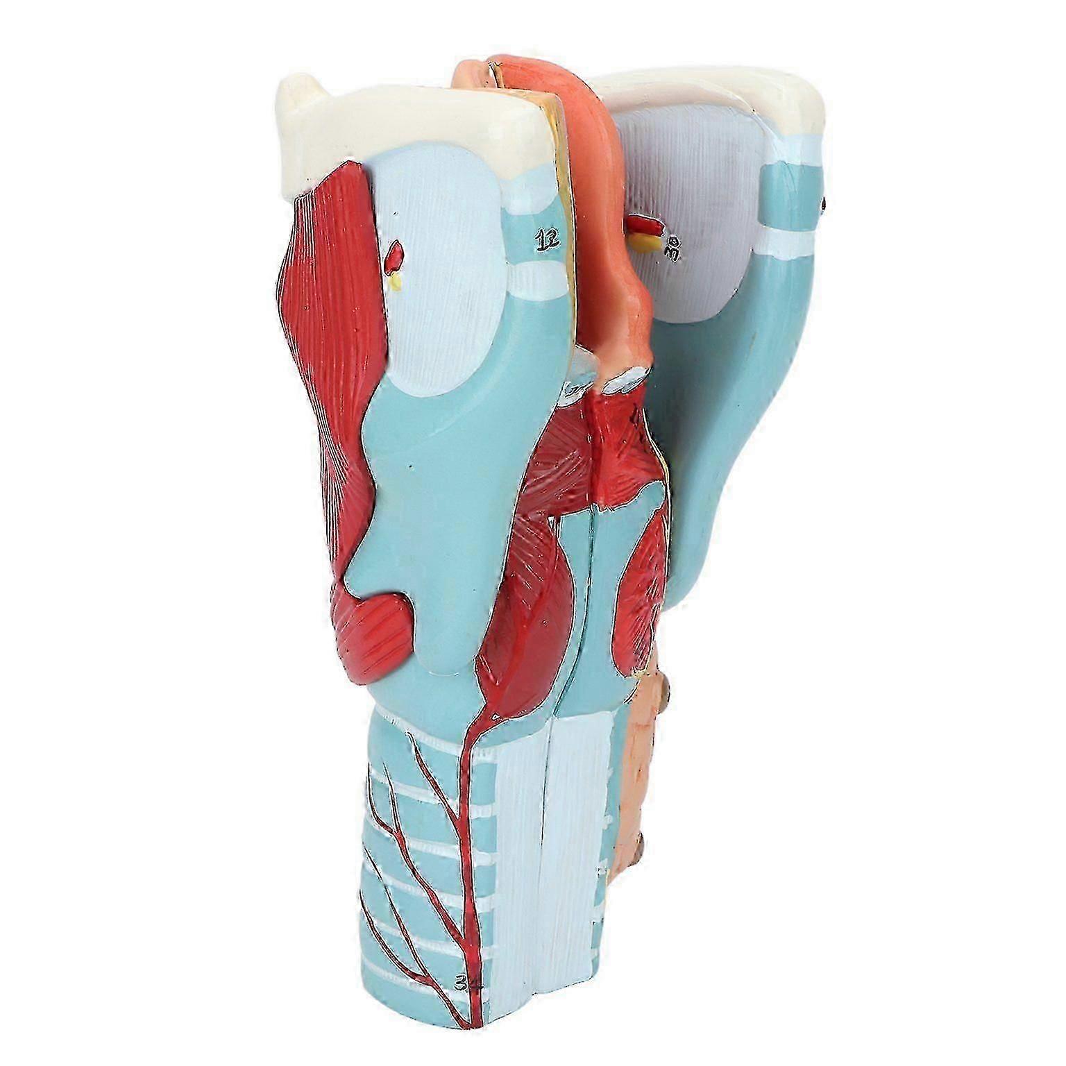 Anatomical Human Throat Model for Educational PurposesL