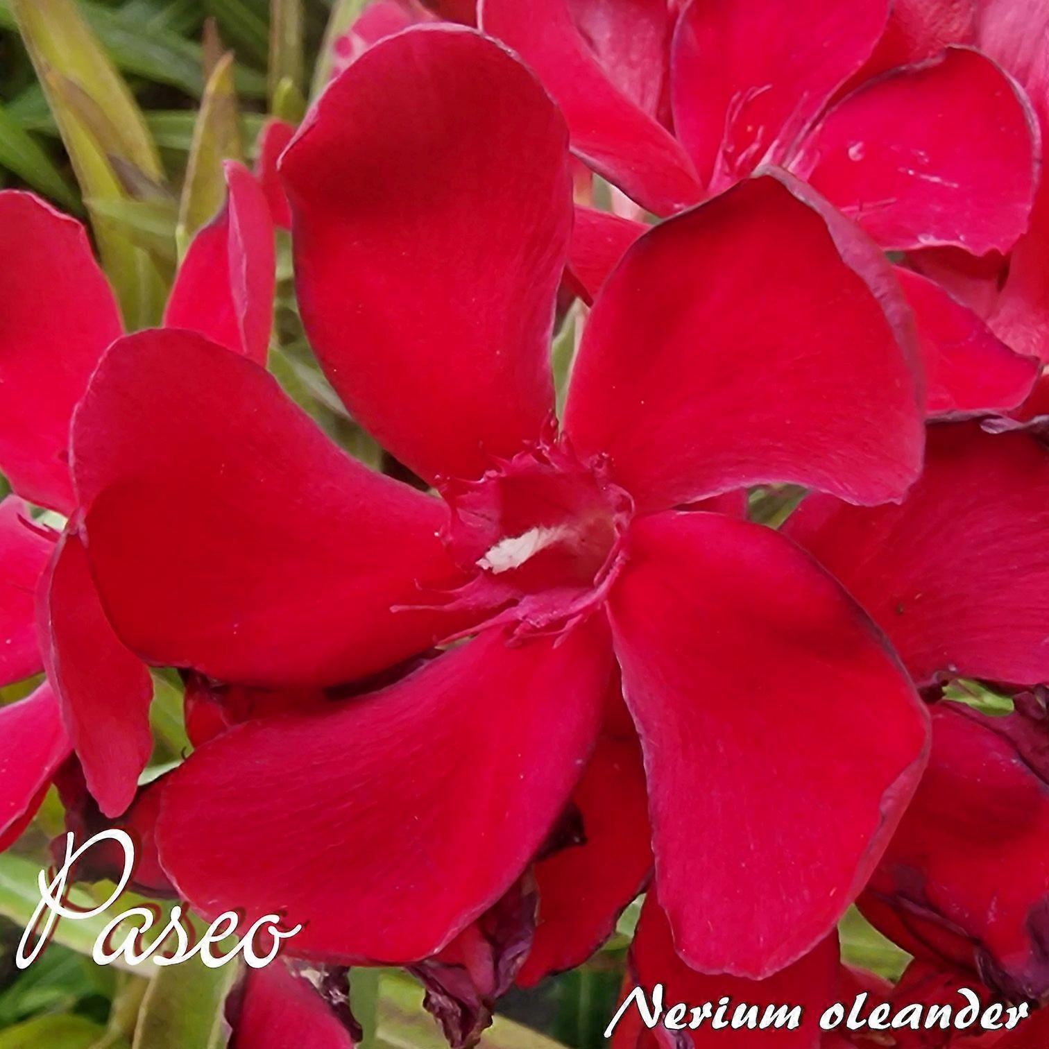 Oleander "Paseo" - Nerium oleander - Rozmiar C03