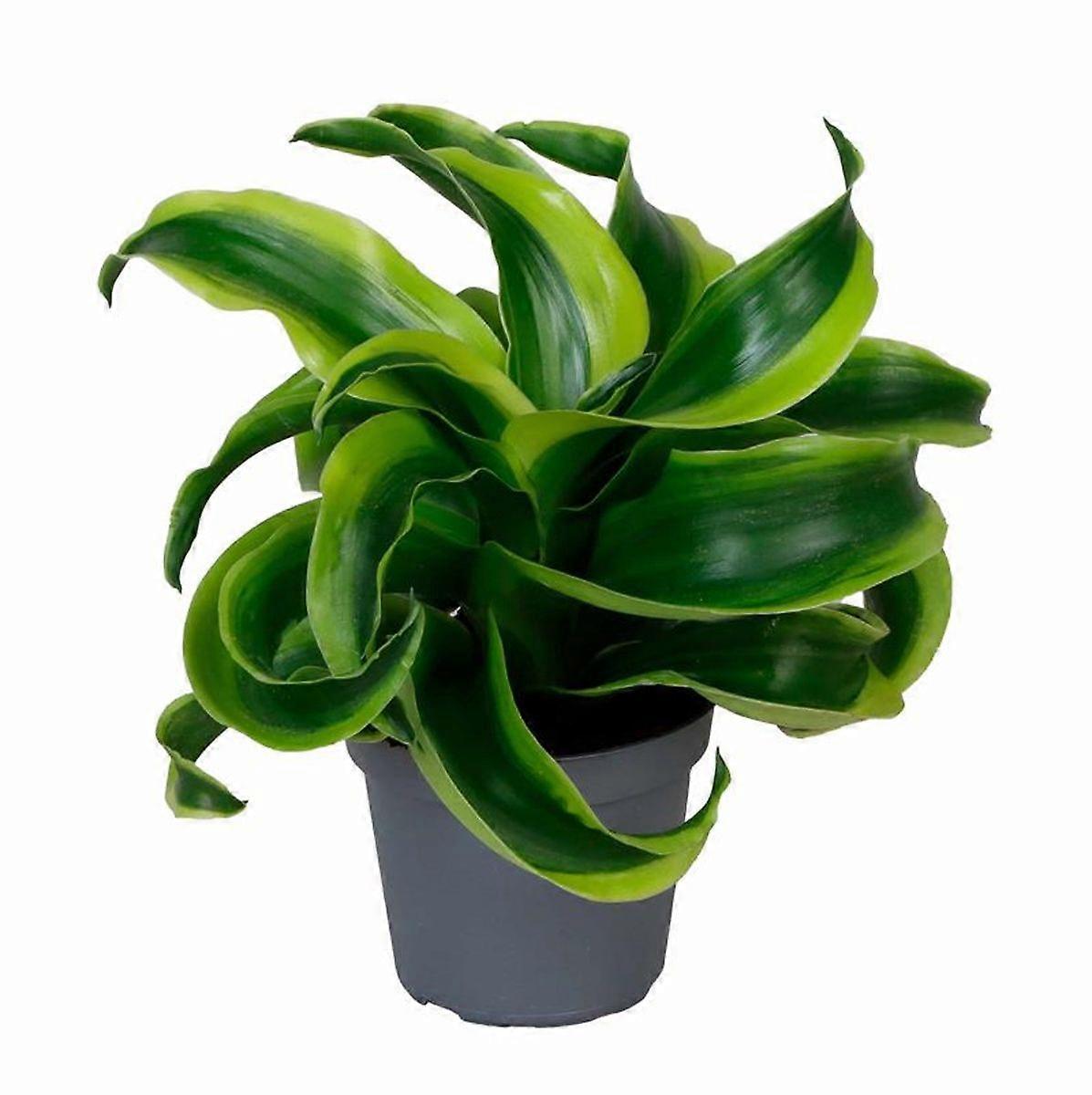 Dracaena draco Ø6cm