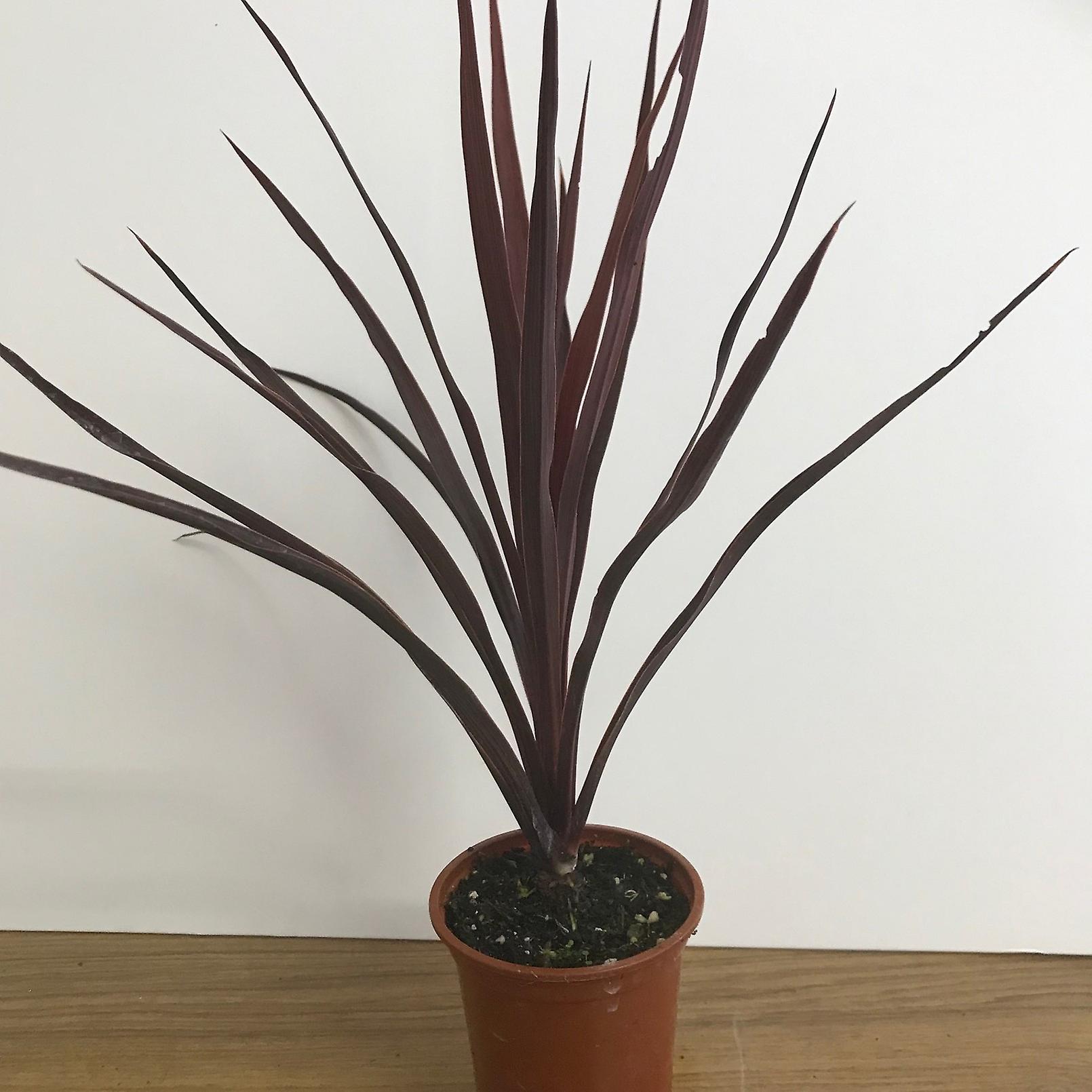 Cordyline Little Star. A Brand New Variety Of The Ever Popular Cabbage Tree.