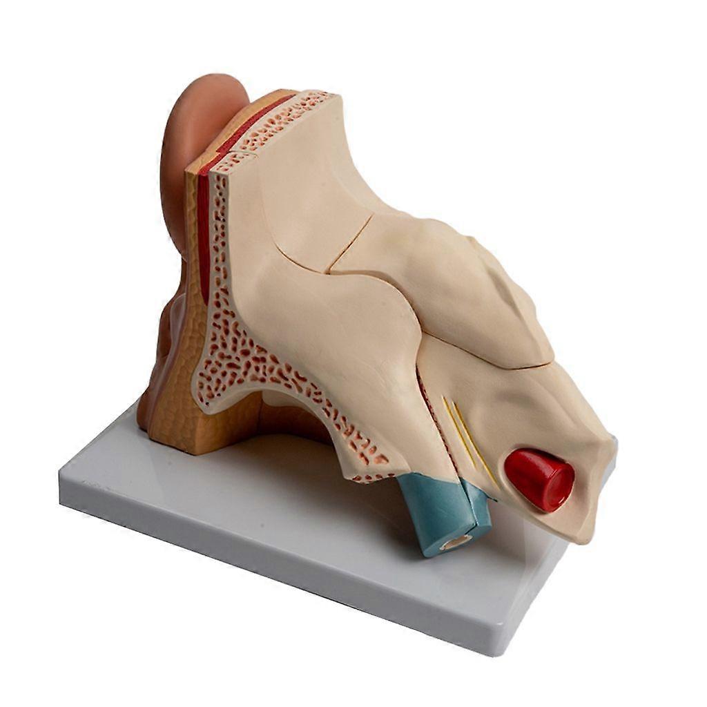Anatomical Human Ear Model Shows Outer Ear Inner Ear Cochlear Structure