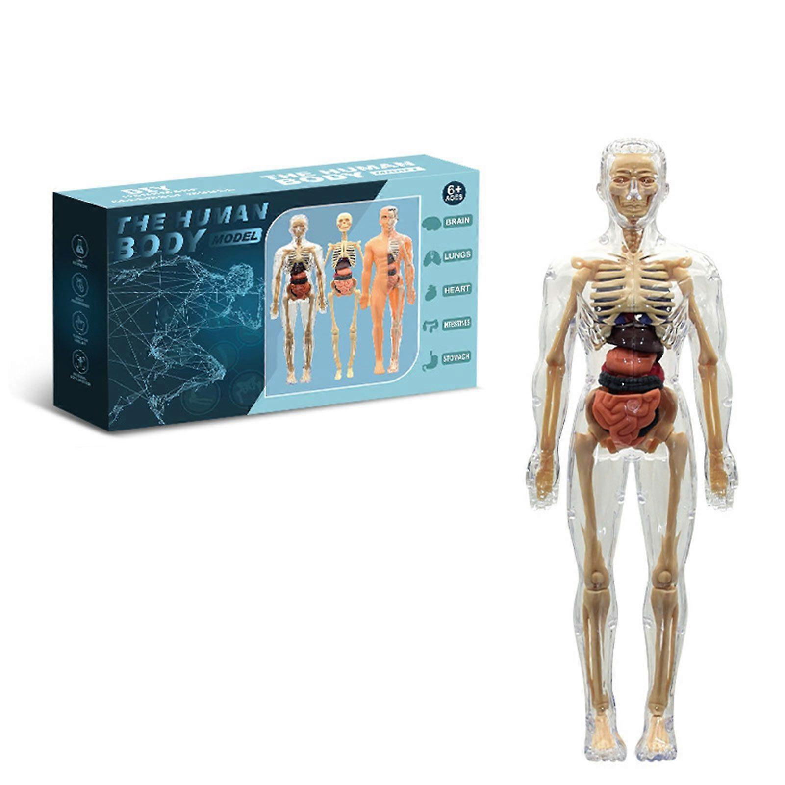 Human Body Structure Model, DIY Assembled Human Torso Skeleton Anatomy Figure Science Teaching Model STEM Toys for Kids