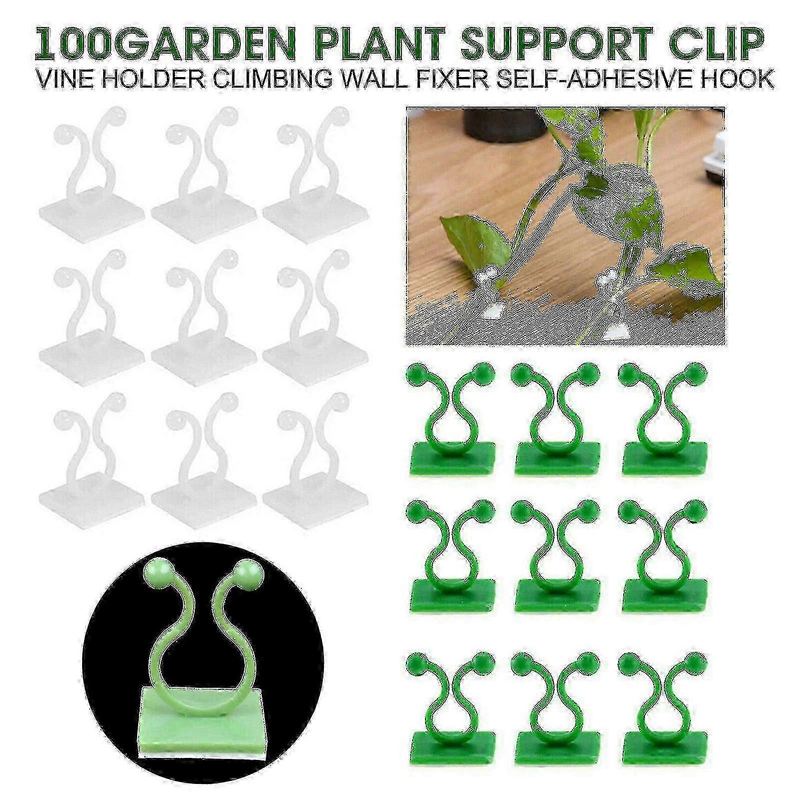 100x مقاطع نباتية مقاطع نباتية حلقات حامل نبات مجلدات