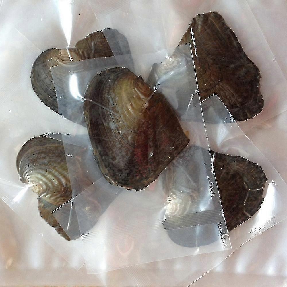 5pcs Freshwater Oyster Pearls in Vacuum-Pack Shells