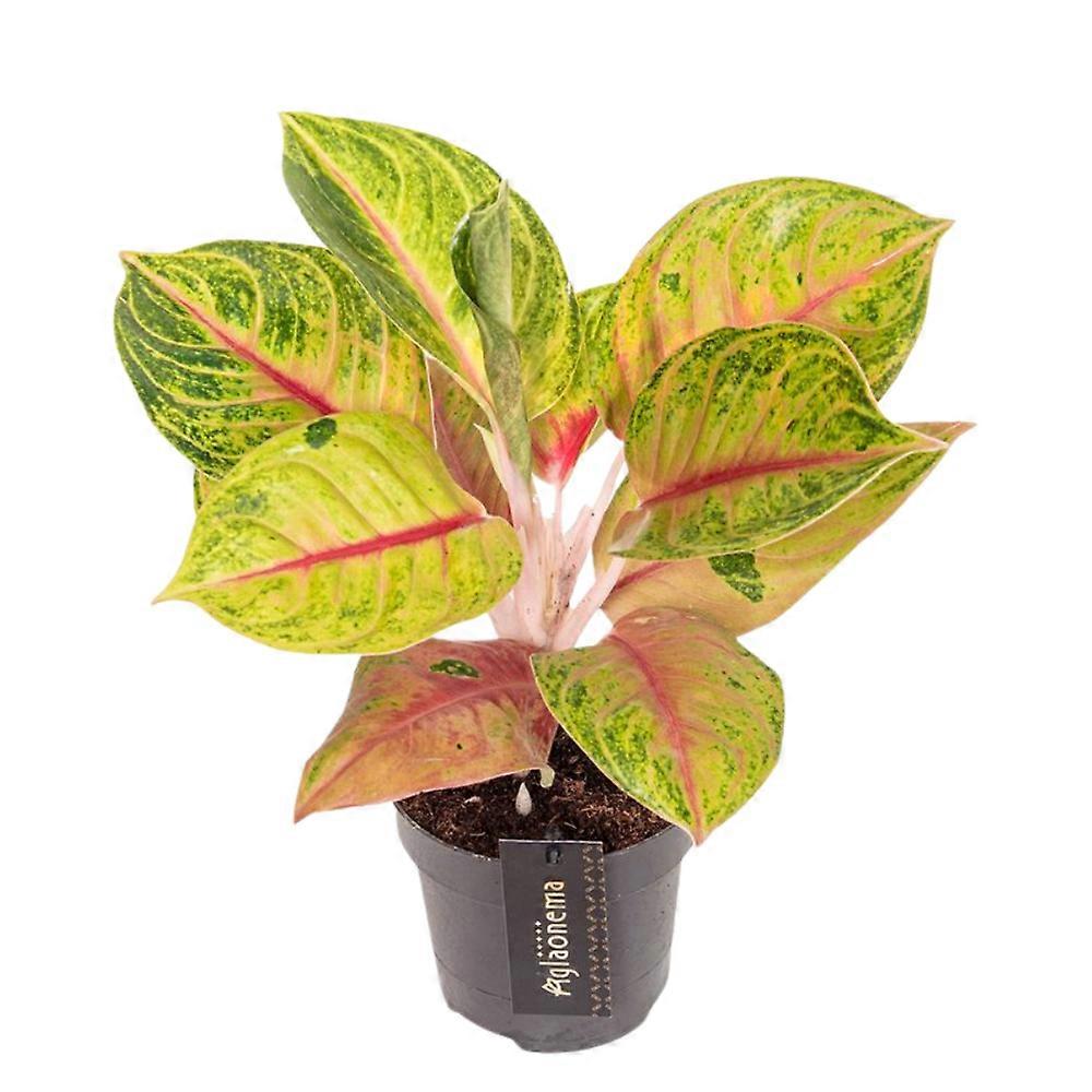 Aglaonema 'Iguana Red' Ø12cm