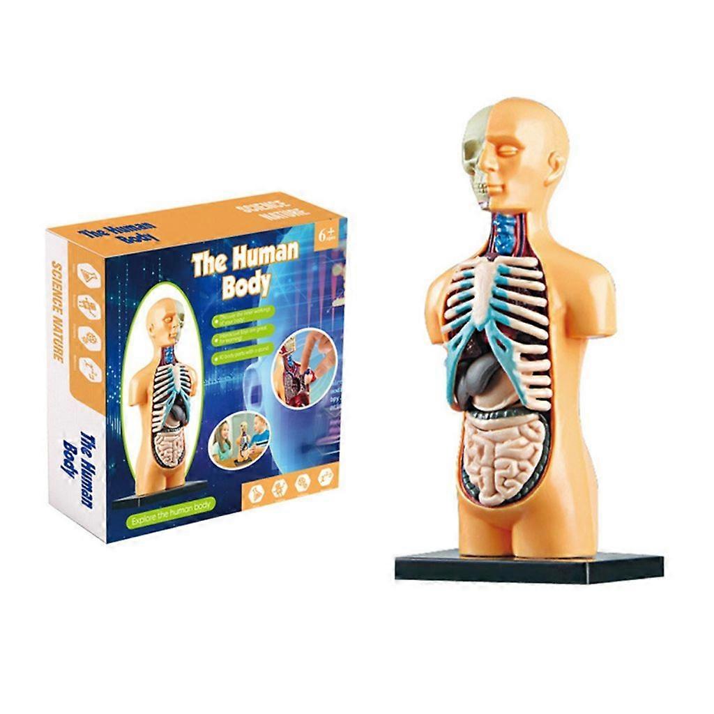 Human Body Torso Model STEM Toy 3D Human Body Model Set for Student Educator