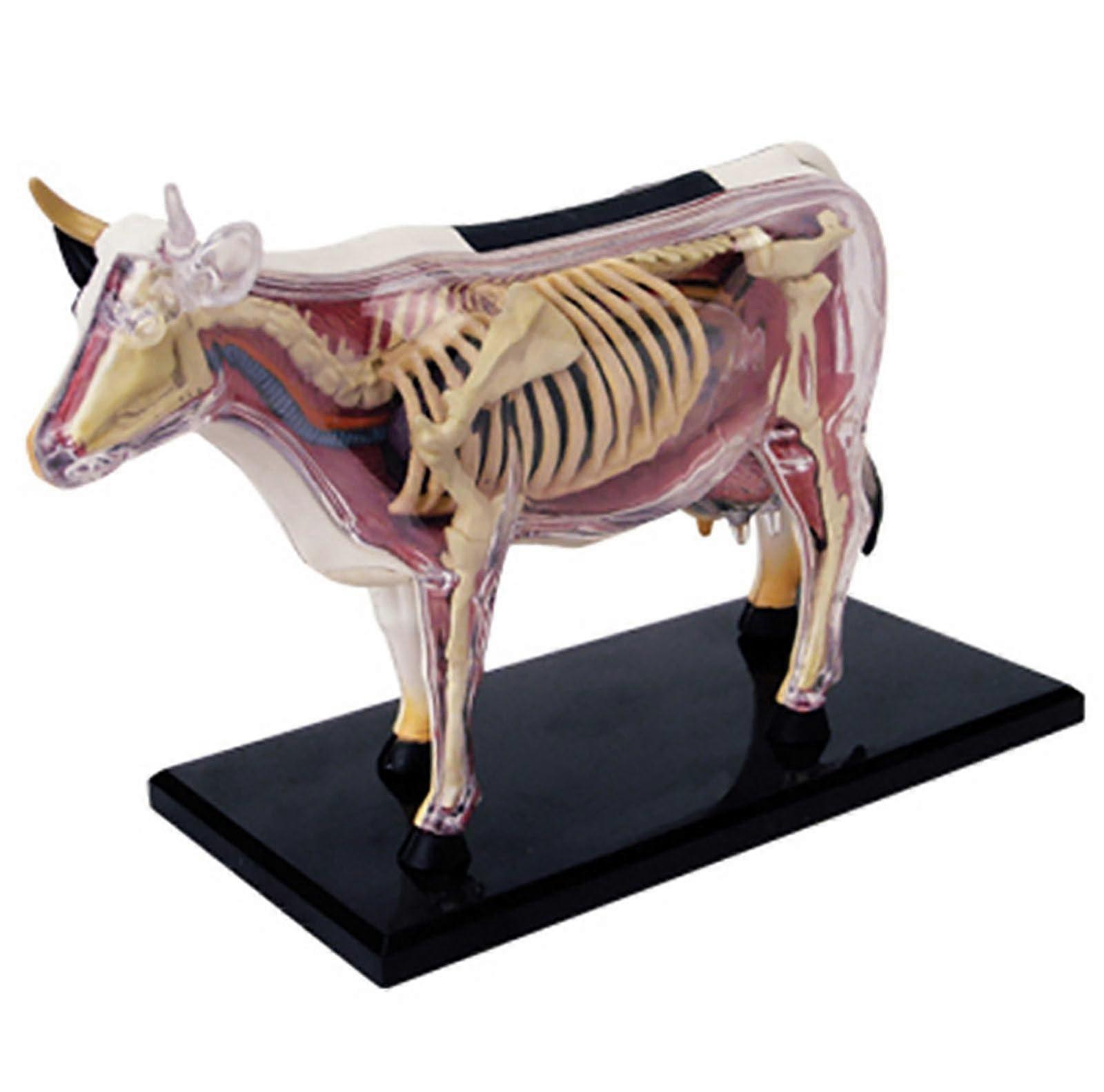 4D Cow Anatomy Model 29Part Removable Skeleton For Veterinary Training And School Teaching Demonstration