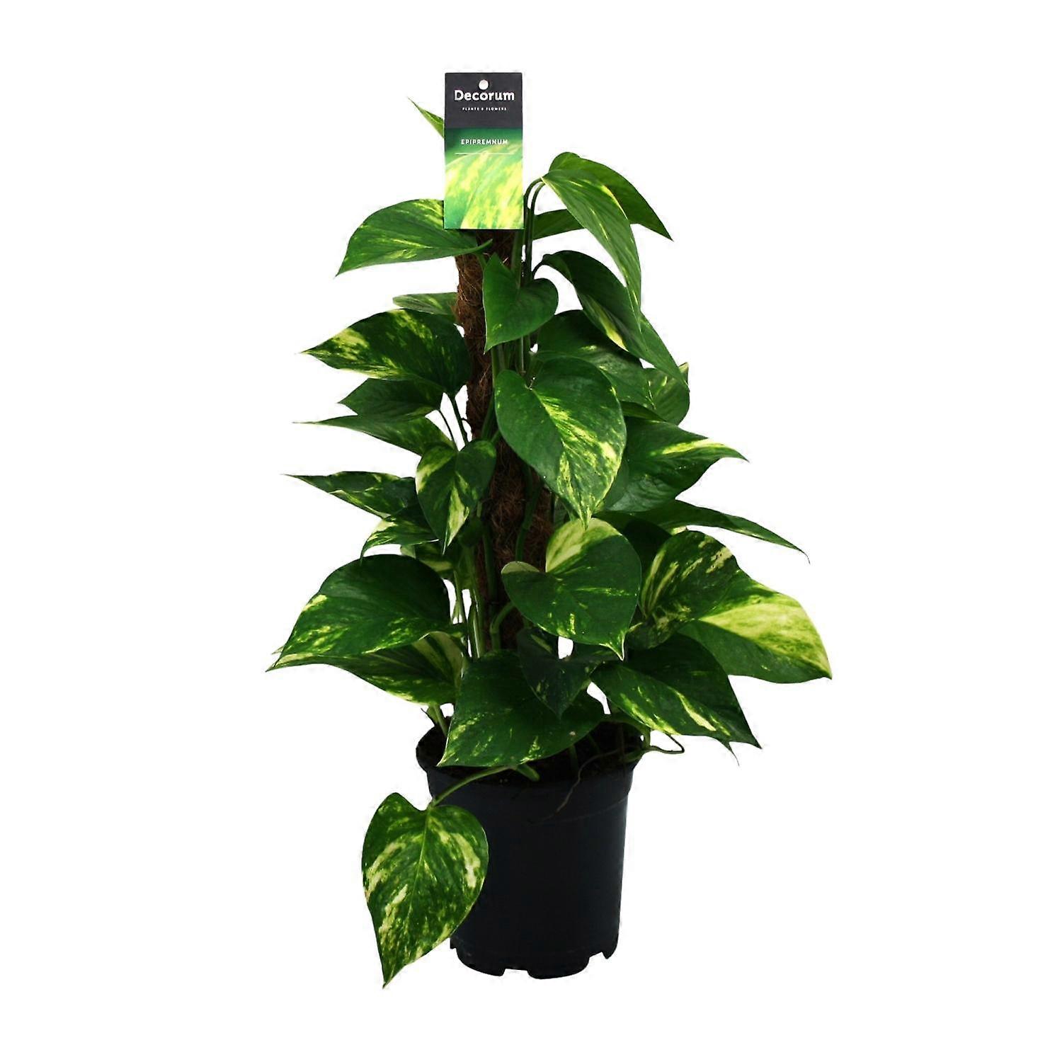 Scindapsus (Epipremnum) - 40-50cm - Ø15cm