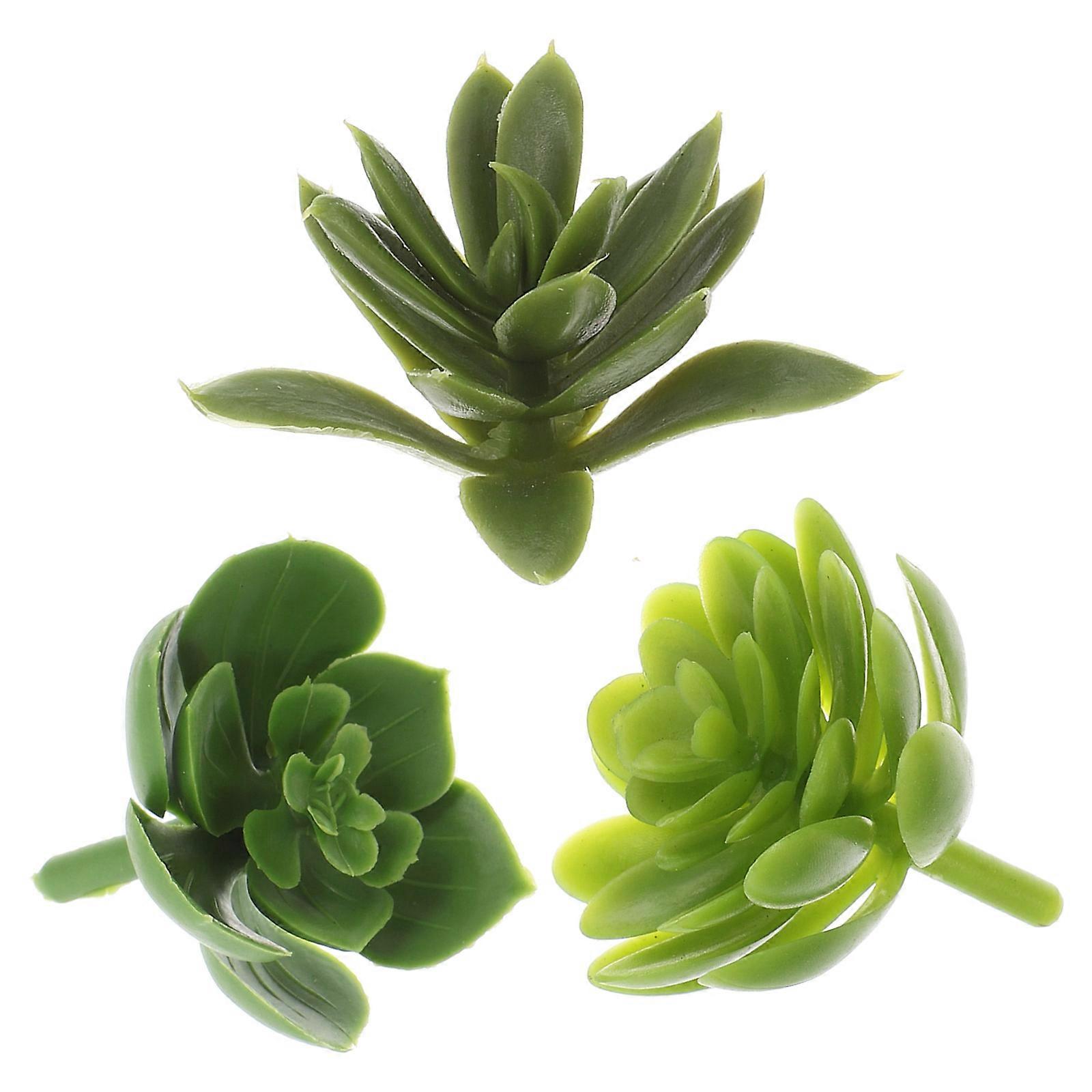 Indoor Succulent Decor, Designed for Aesthetic Appeal