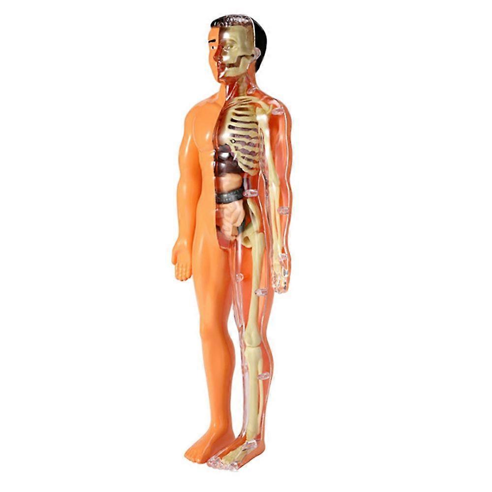 3D Human Body Anatomy Model Children Plastic DIY Skeleton Toy Science Early Learning Aids Education