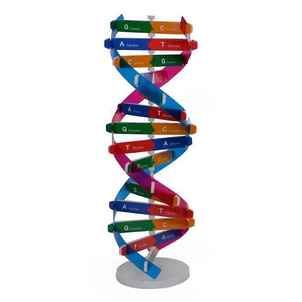 Dna Models Double Helix Model Components Science Educational Teaching Instrument Toy