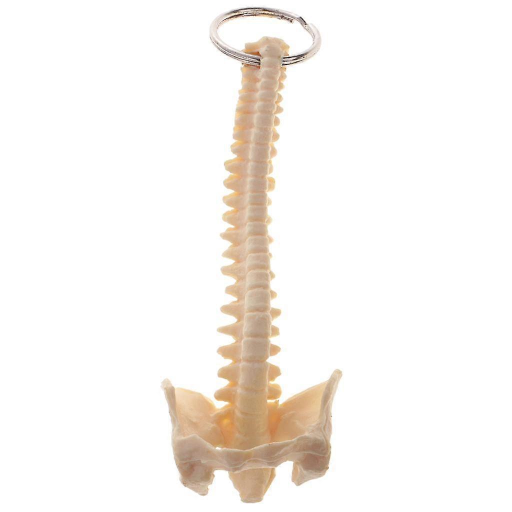 Mini Human Spine Skeleton Model Key Ring School Learning Tools Lab Supplies