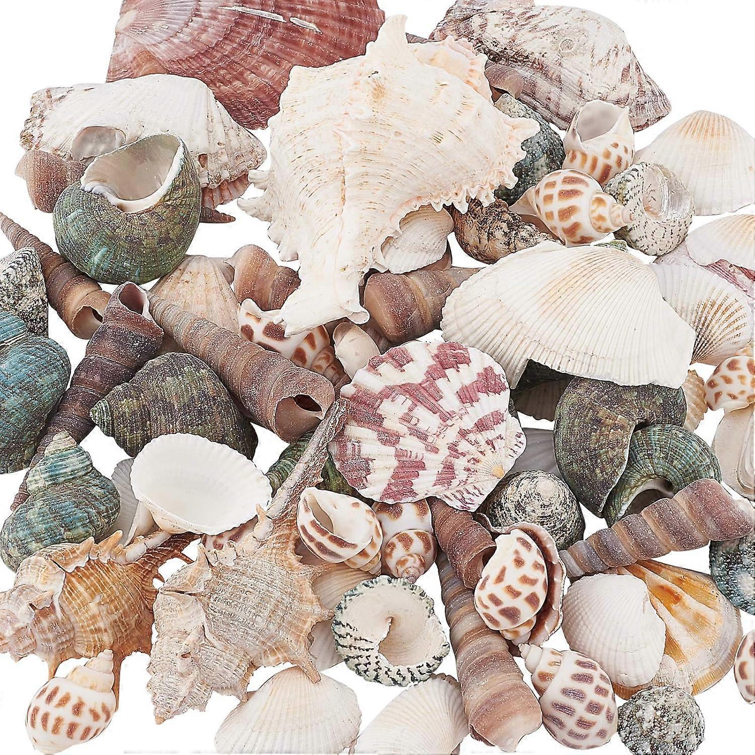 Natural Shell Display Decorations Mixed Color 16.5~93.5x14~70x9~56mm