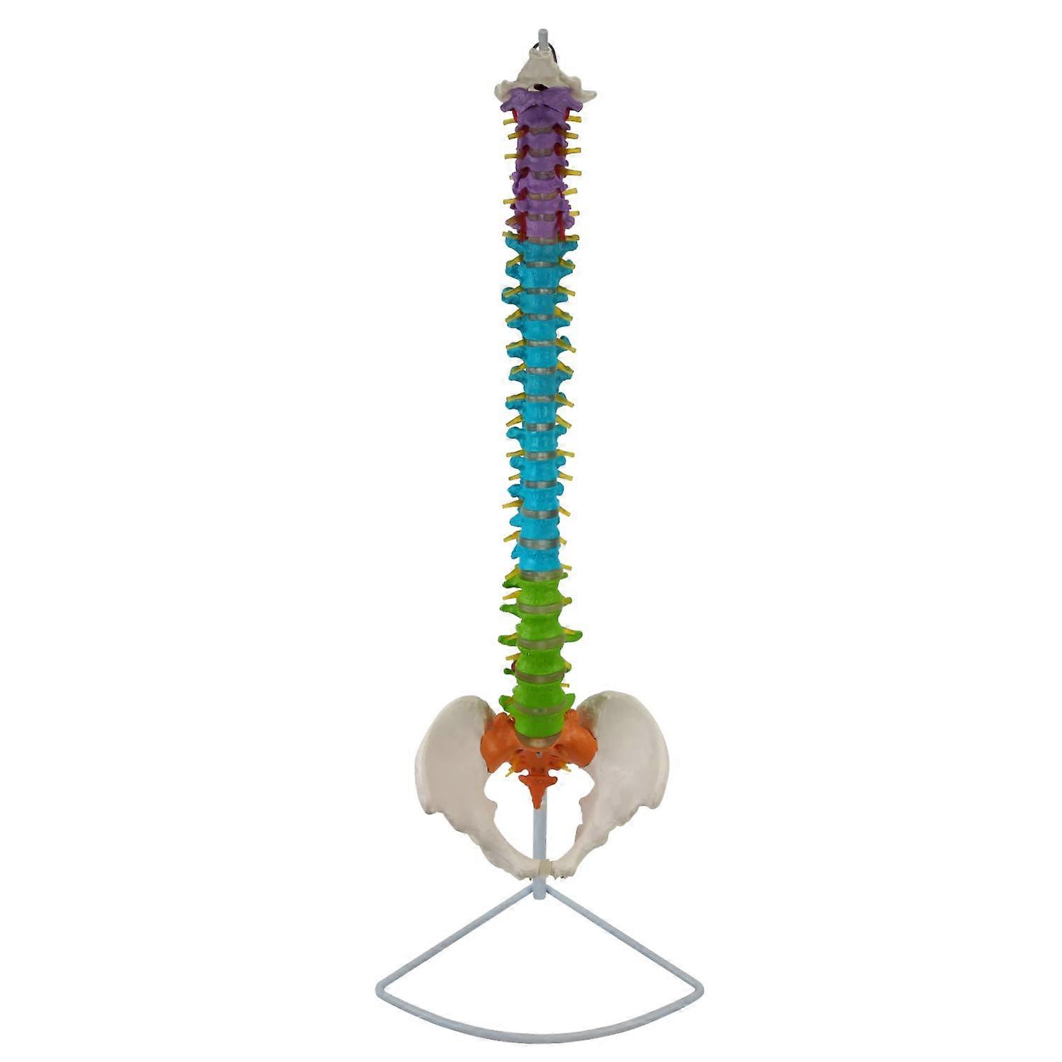 Flexible spine with pelvis and colored spine sections, lifesized and detailed anatomical model (approx. 85 cm), including tripod.