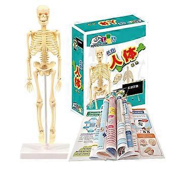 15pcs Skeleton Model Miniatuur Model Gemakkelijk te manipuleren Menselijk Skelet Speelgoed Kit voor Kinderen Leeftijd 7 + 35cm