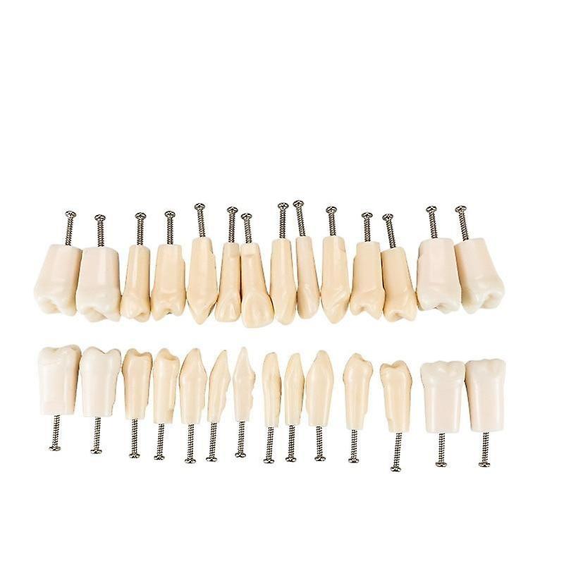 Teeth Model Gum & Teaching Model Standard Dental Typodont Model