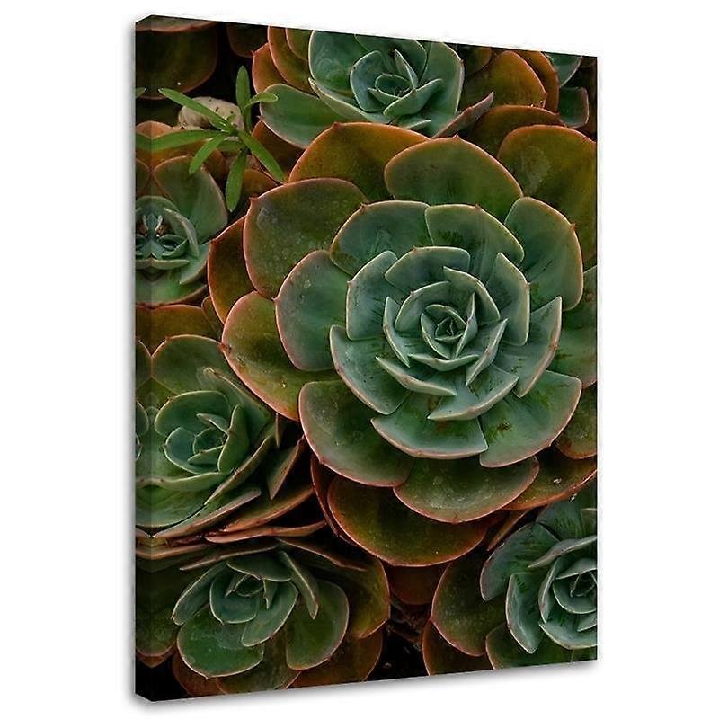 Impression sur toile, Succulente fleur verte - 60x90